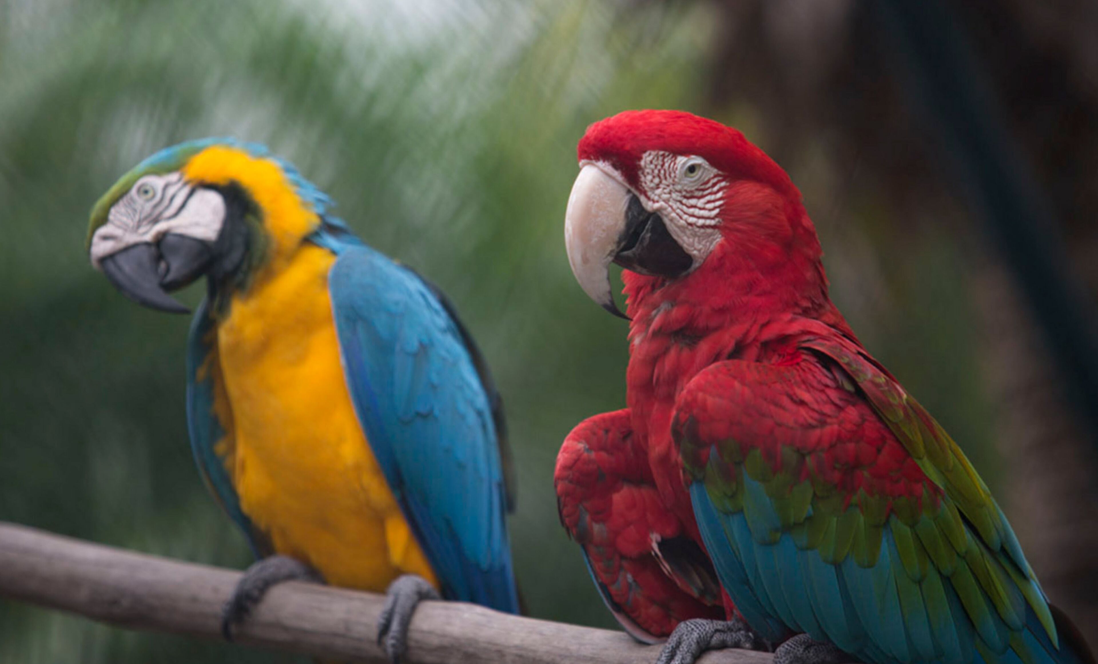 Two parrots perched on a branch.