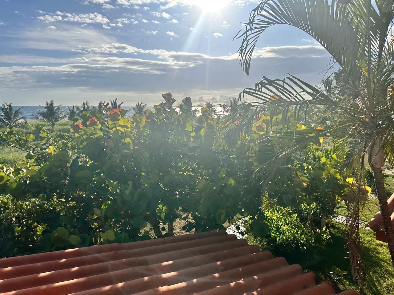 Vista desde un espacio exterior cubierto con techo metálico, con vistas a un jardín exuberante con diversas plantas y una palmera.