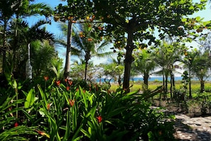 Vườn