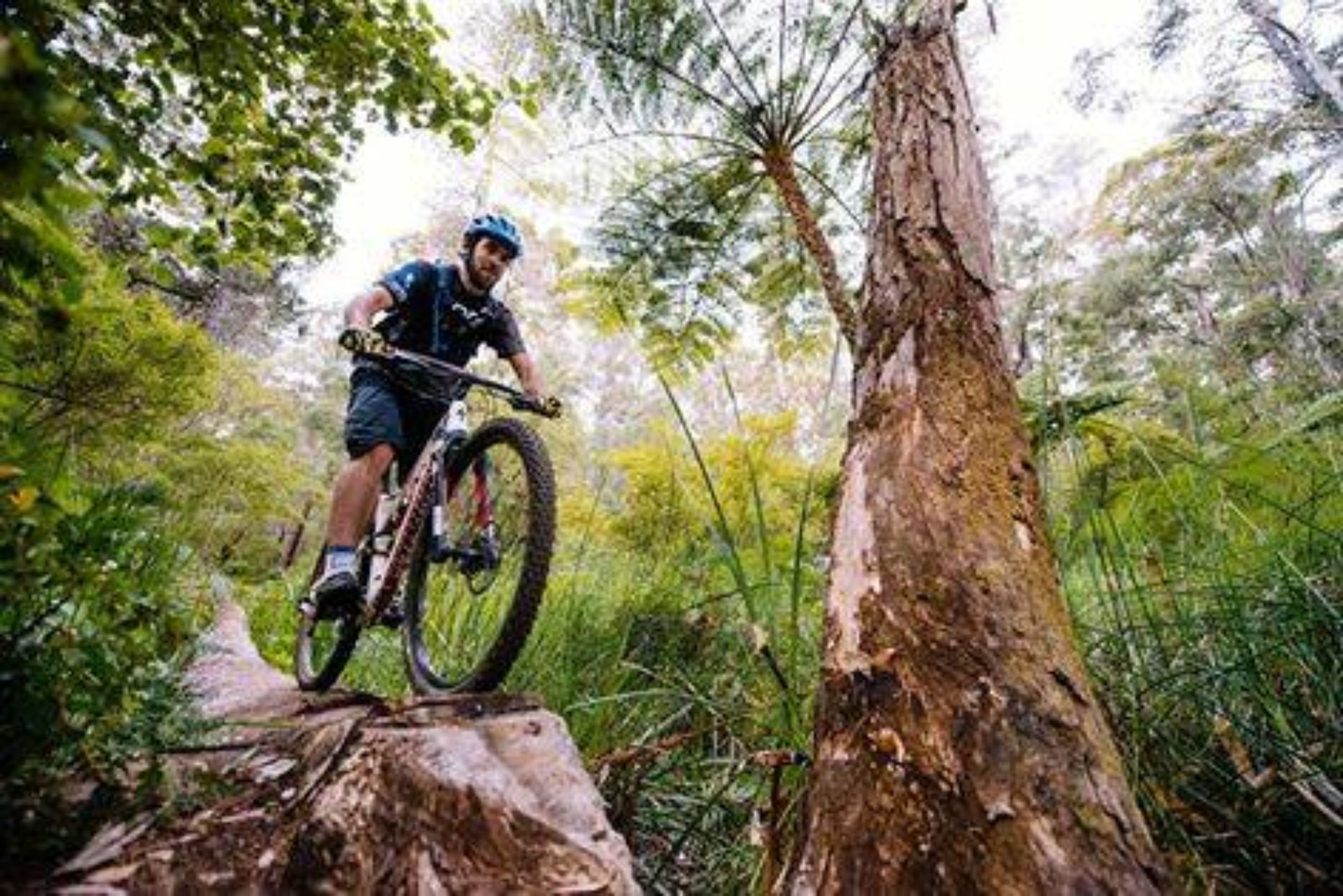 En mountainbikecyklist som tar sig fram på en stig i skogen.