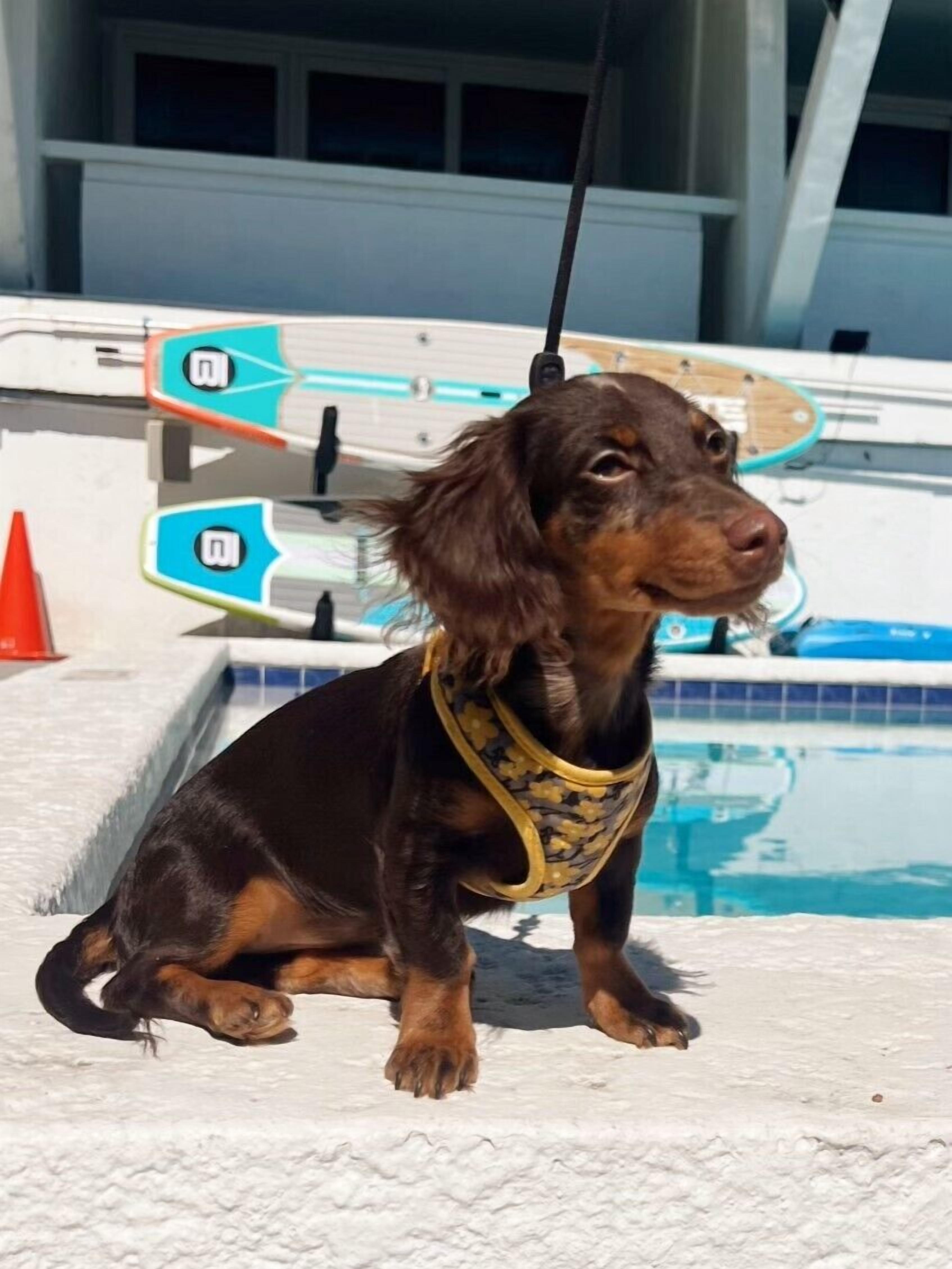 Een hond zit bij een zwembad, vastgemaakt met een riem.