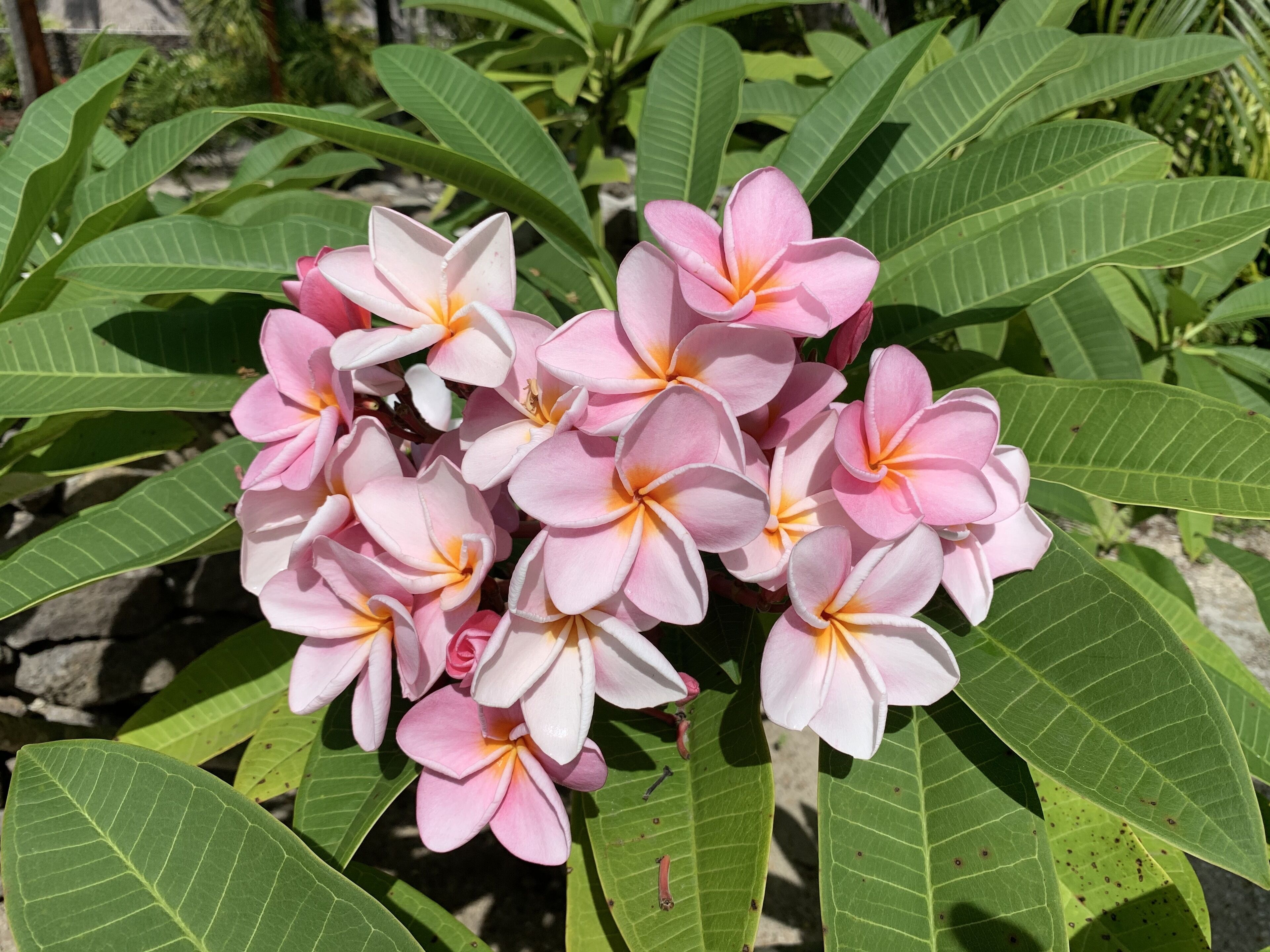 Um conjunto de flores cor-de-rosa e brancas com folhas verdes.
