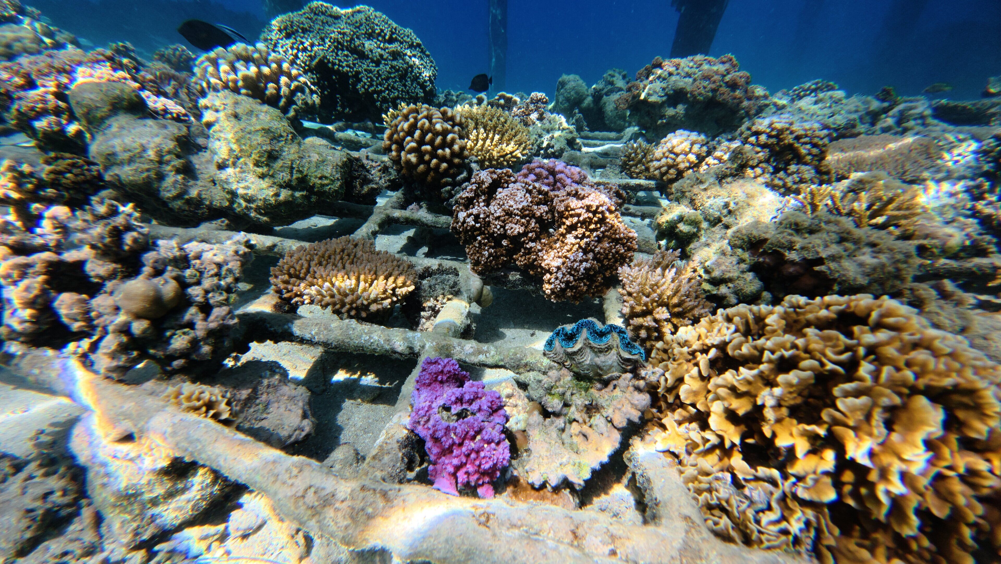 A coral reef with various types of corals and a fish swimming among them.
