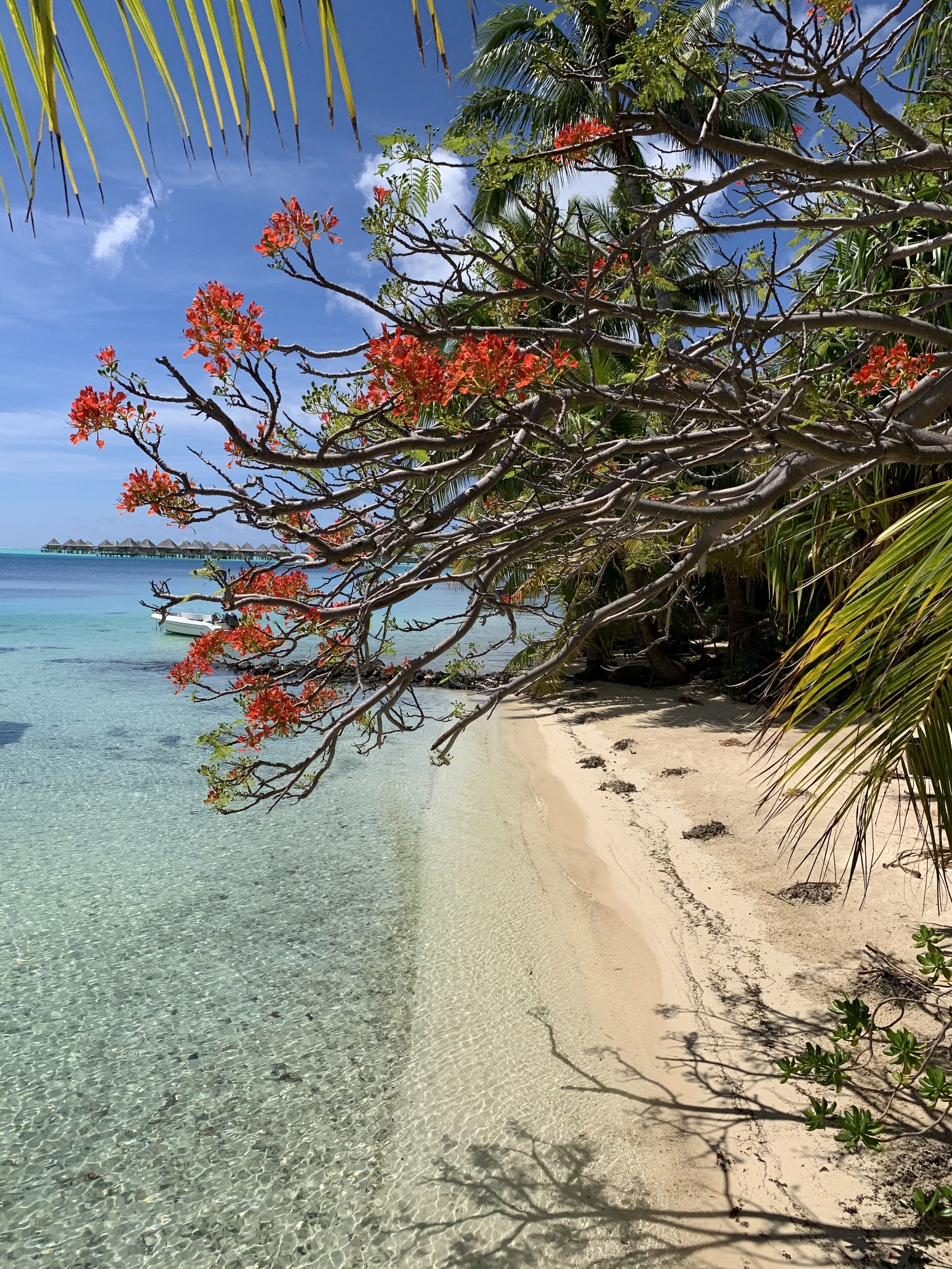 A beach with clear water, a sandy shore, and a tree with red flowers.