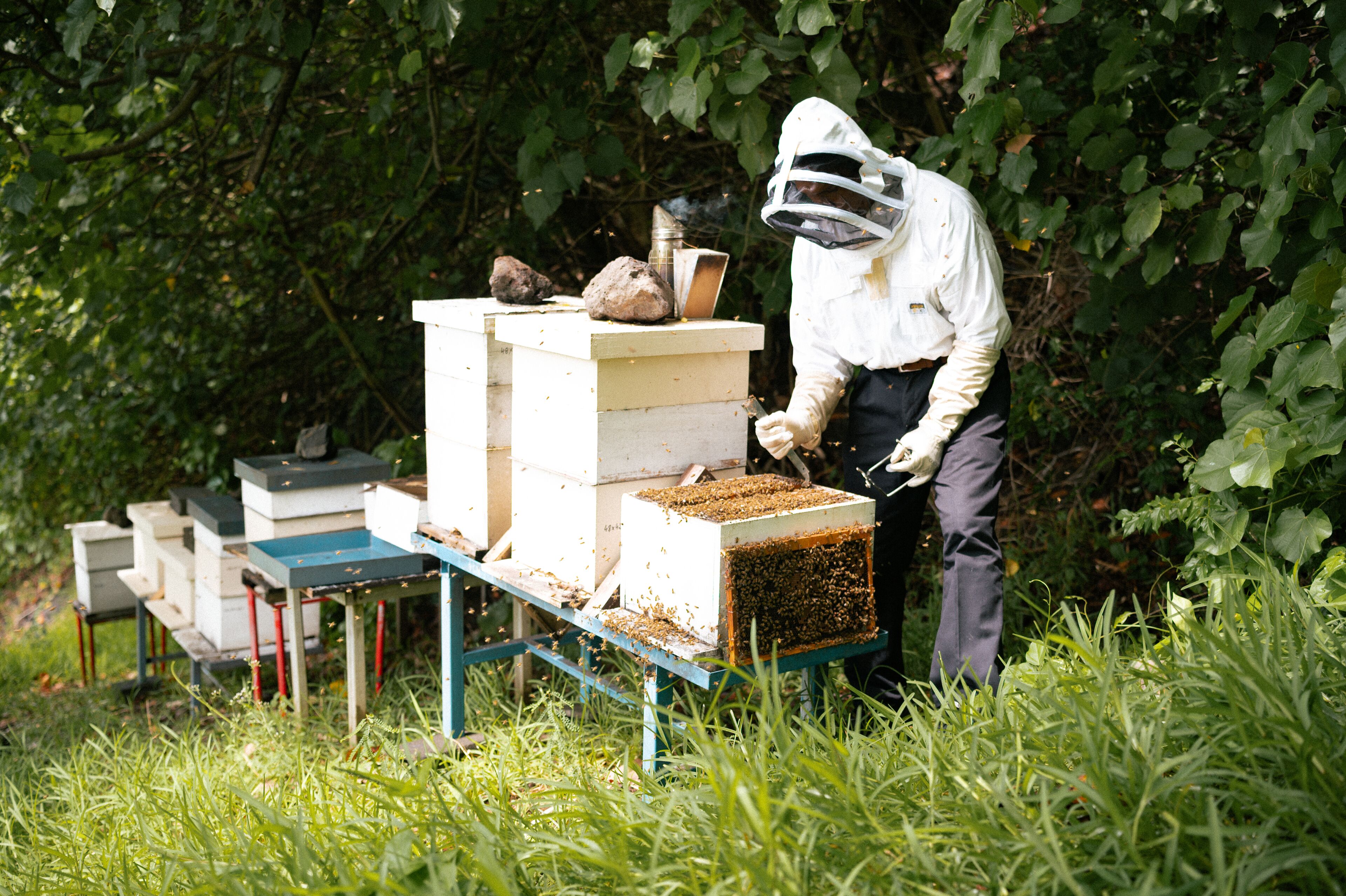 A beekeeper in protective gear tending to a beehive structure in a natural setting.