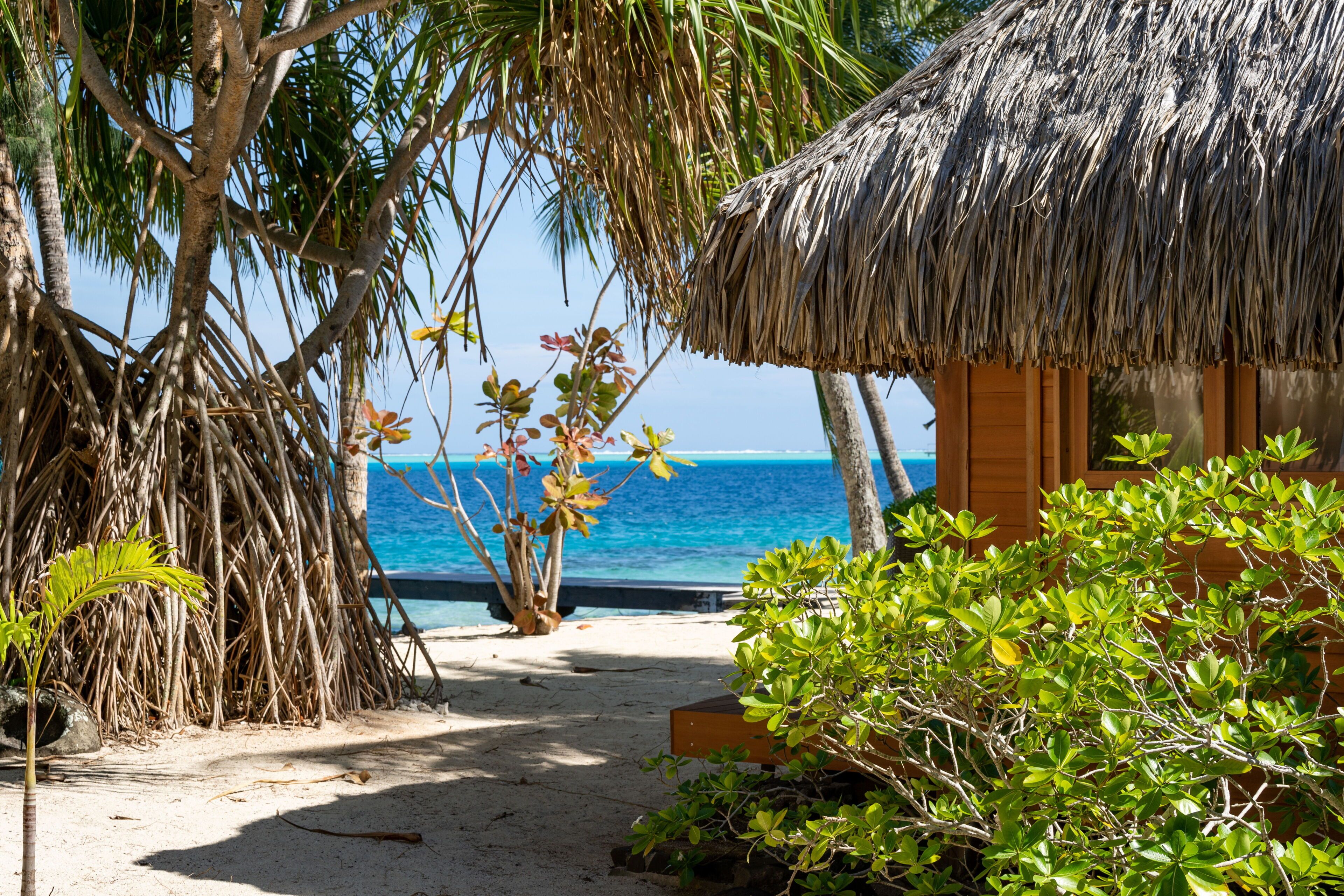 A beach hut with a thatched roof, surrounded by palm trees and a view of the ocean.