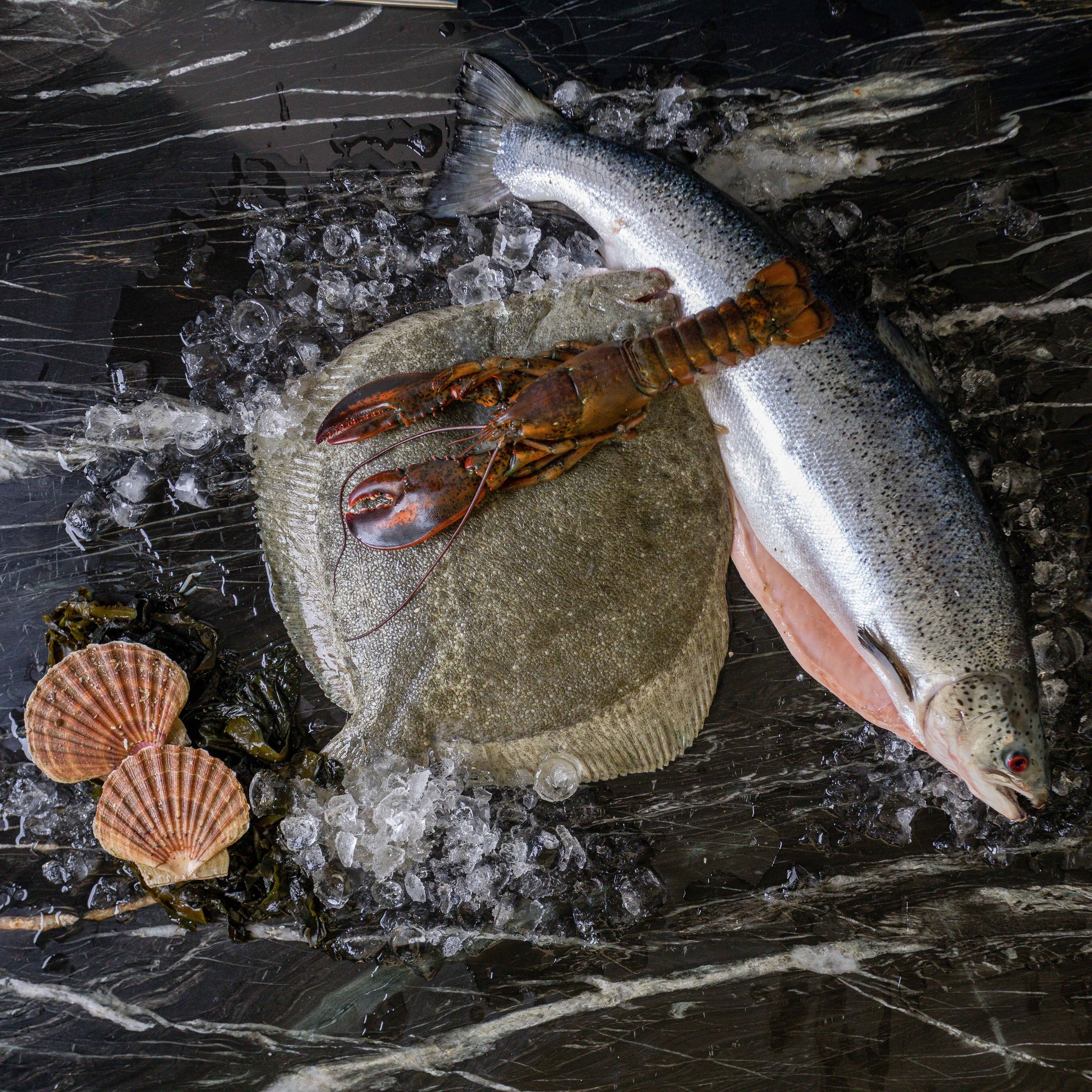A lobster, a fish, and scallops on ice.