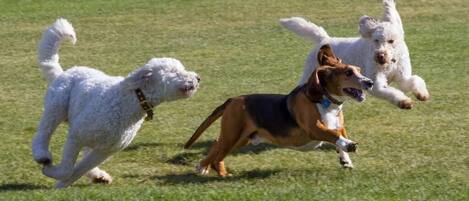 Three dogs running on a grassy field.
