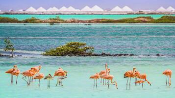 A beach with clear turquoise water and a group of flamingos.