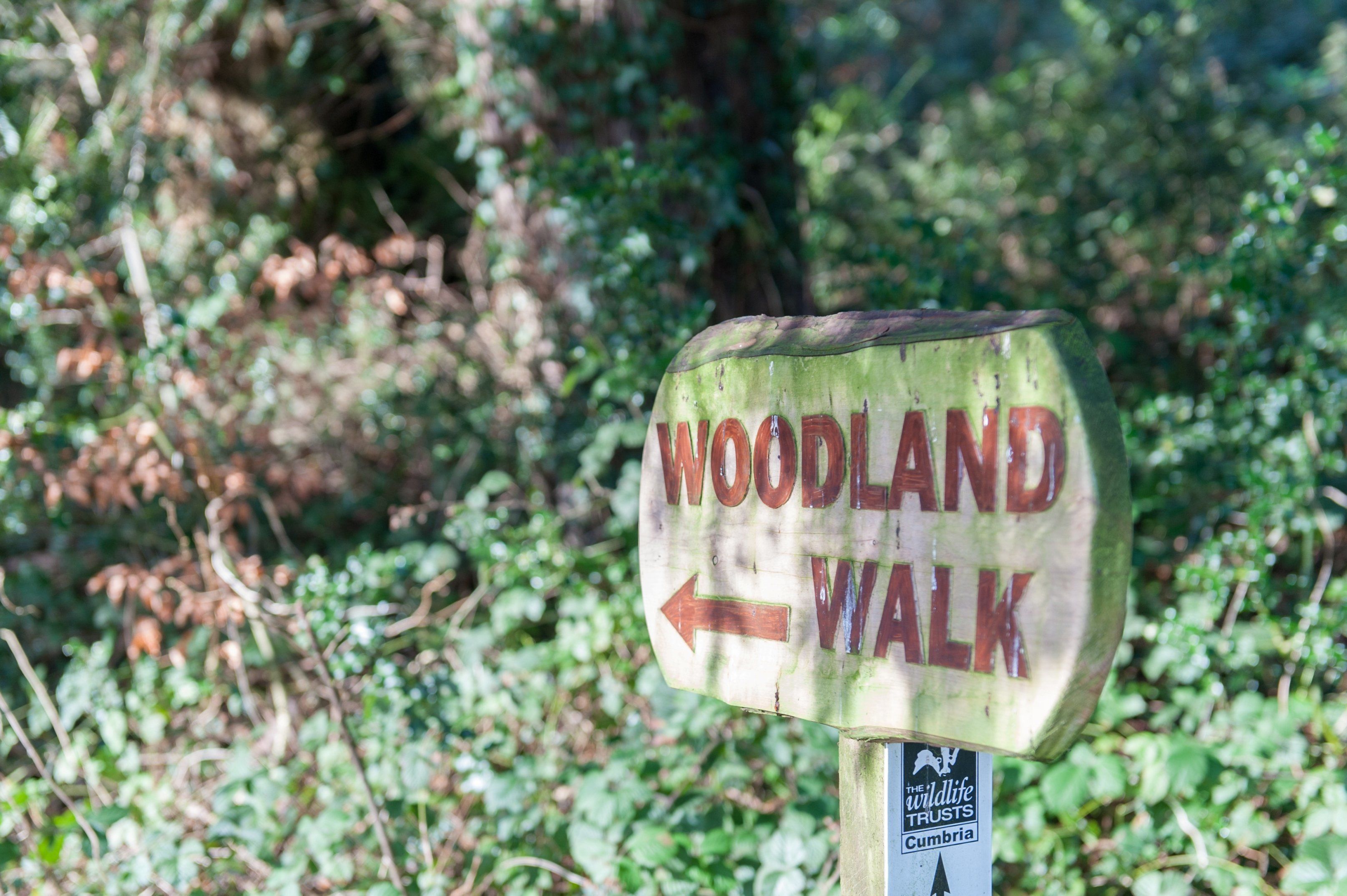 Ein hölzernes Schild mit der Aufschrift 'WOODLAND WALK' und einem Pfeil, der nach links zeigt.
