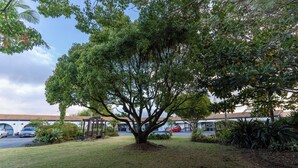 A large tree in a grassy area with a building in the background. - Loredo Motel (Kaitaia)