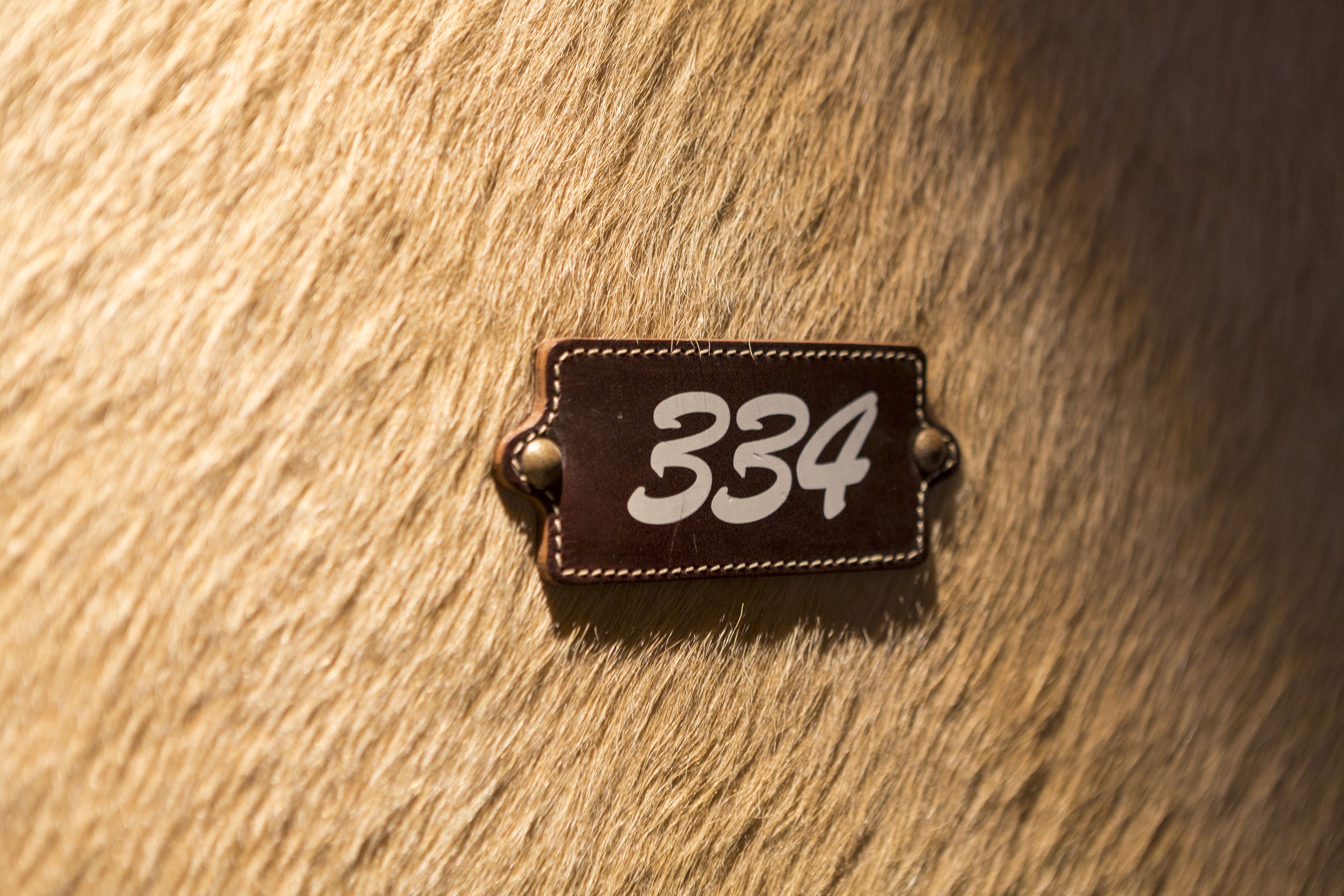 A close-up of a leather tag with the number 334 on a textured surface.