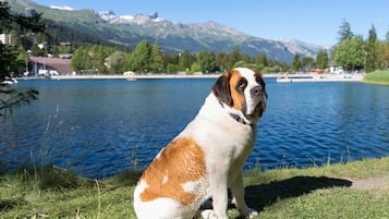 Een hond zit aan een meer, met bergen op de achtergrond.