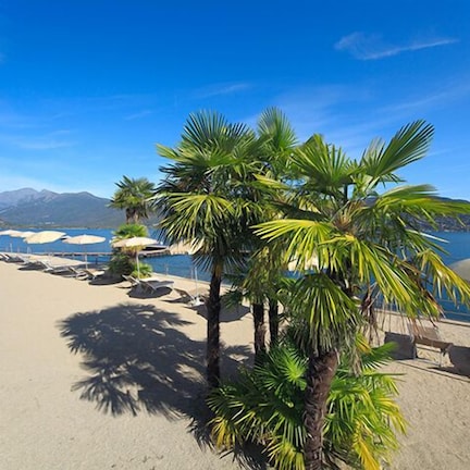 A beach with palm trees, lounge chairs, and umbrellas.