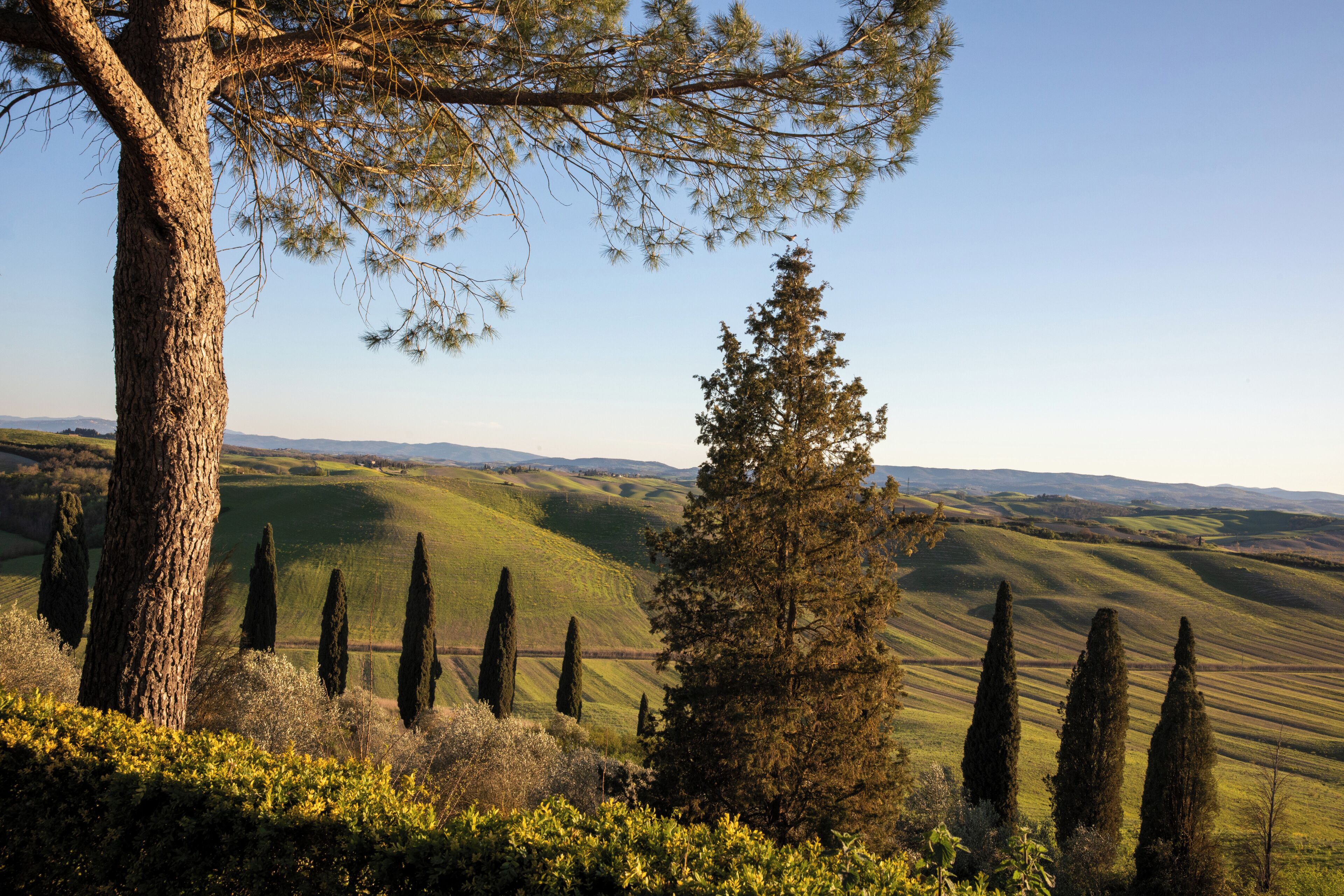 Paesaggio collinare, un albero in evidenza e cielo sereno.