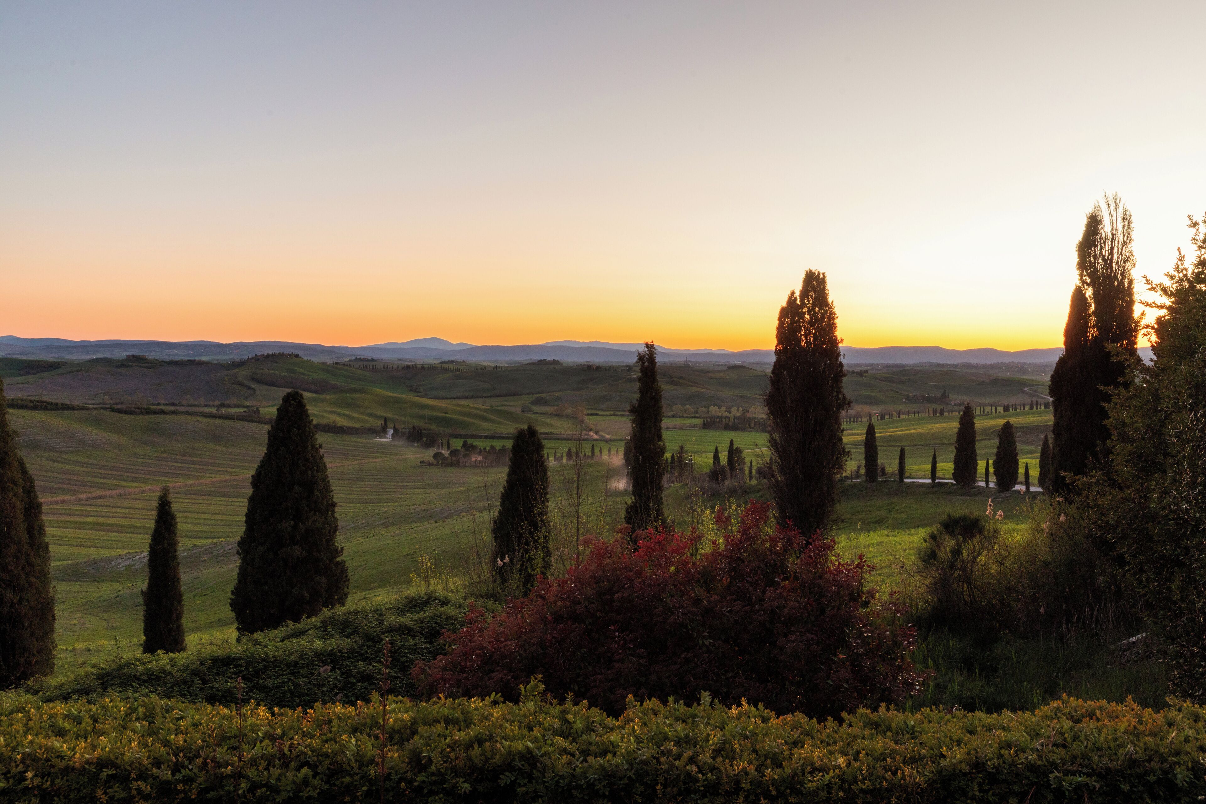 A landscape with rolling hills, cypress trees, and a sunset.