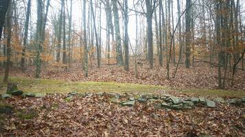A forest with a stone wall in the foreground.