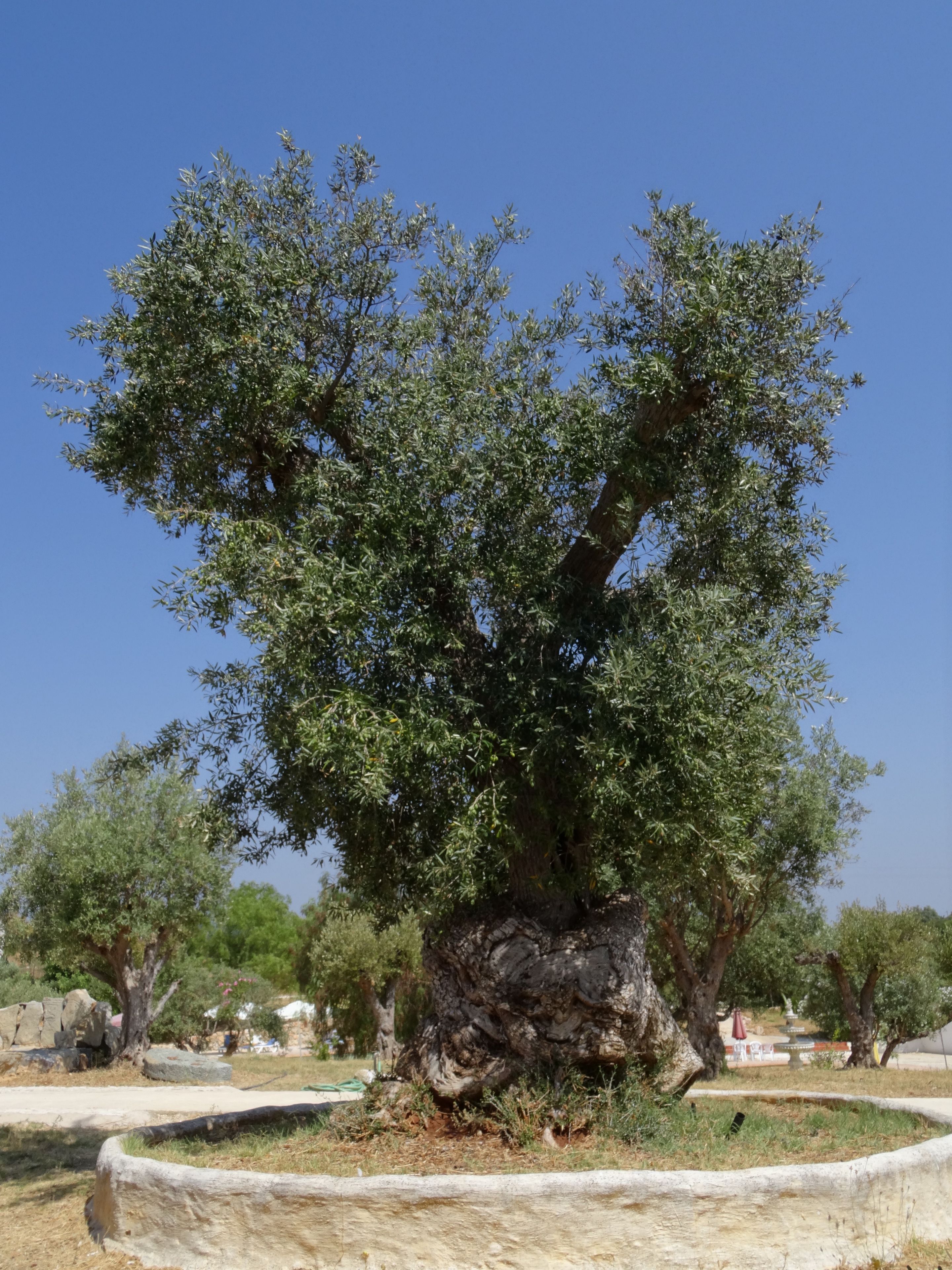 A large tree with a thick trunk and dense foliage, surrounded by a landscaped area with a stone border.