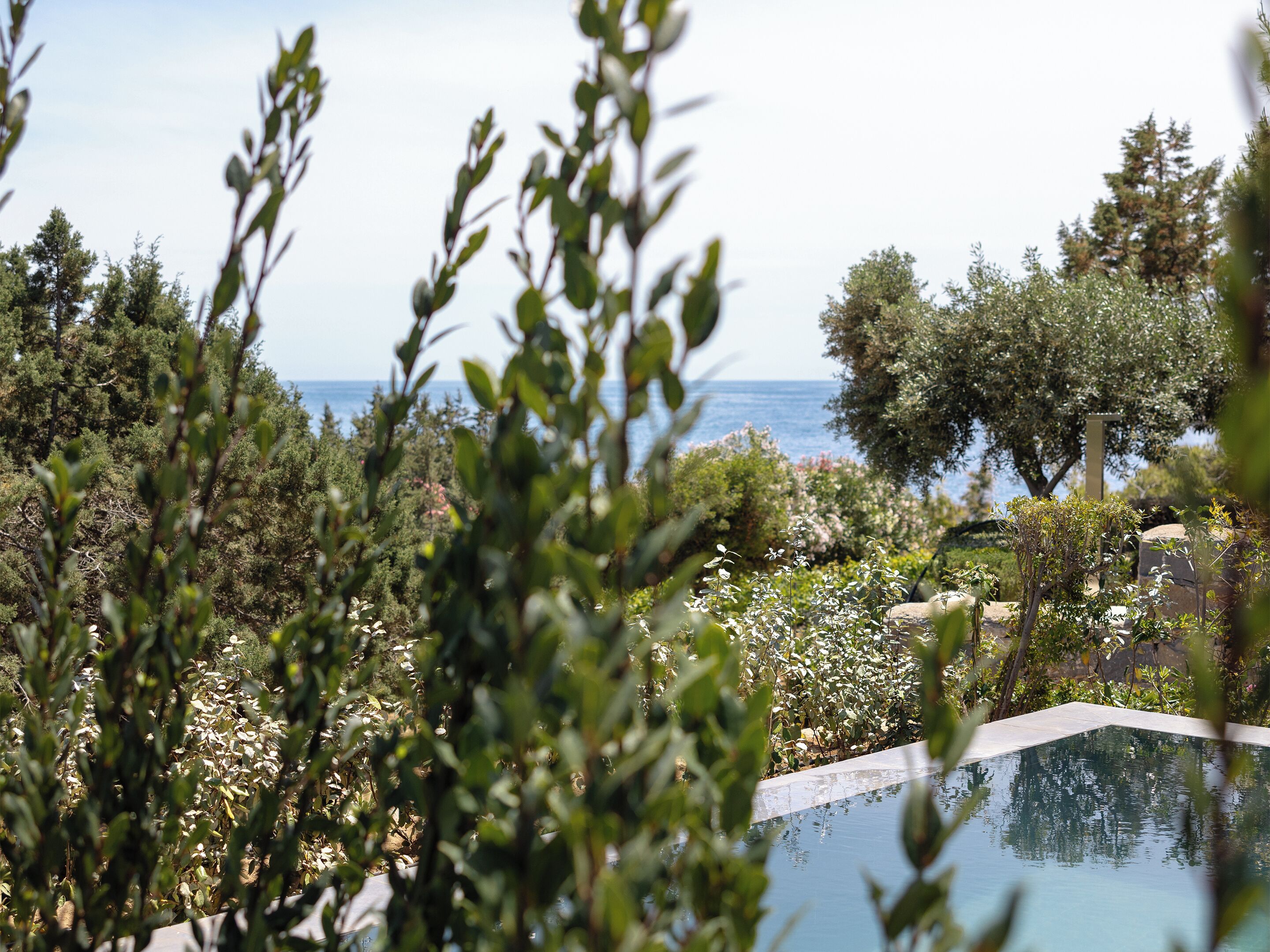A pool surrounded by lush greenery and trees, with a view of the sea in the background.