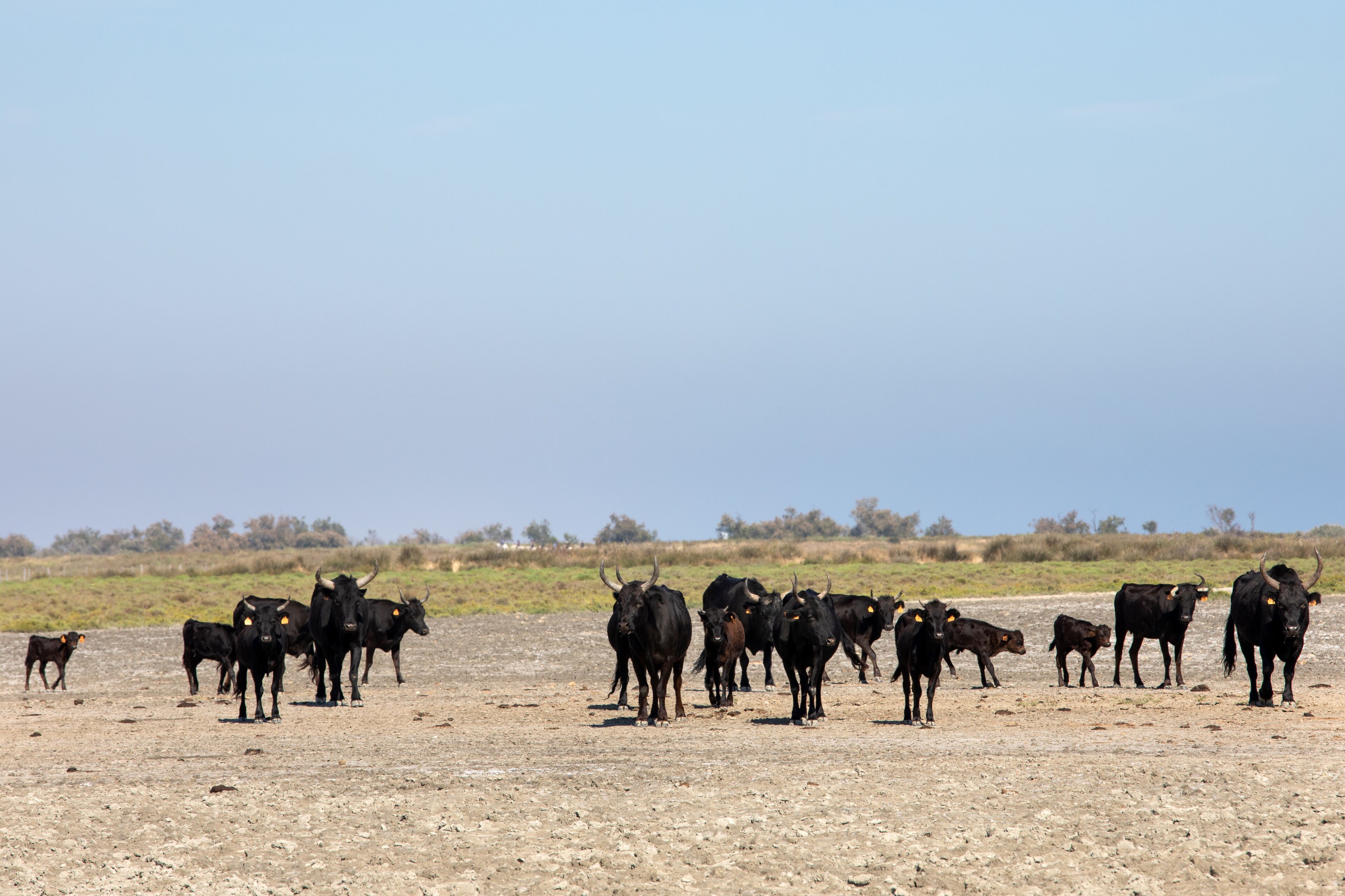 Foto - SOWELL HOTELS L'Olivier