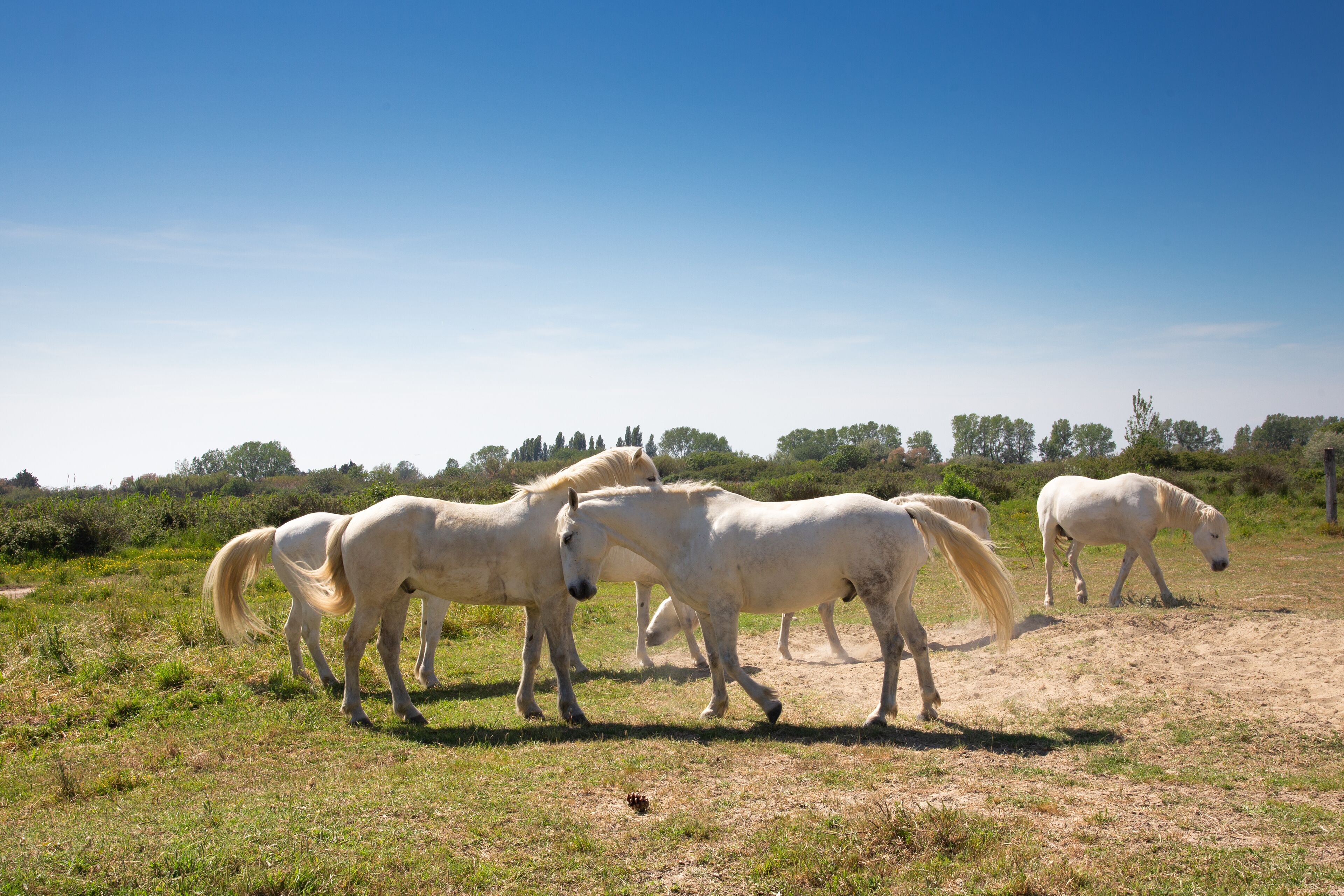 Foto - SOWELL HOTELS L'Olivier