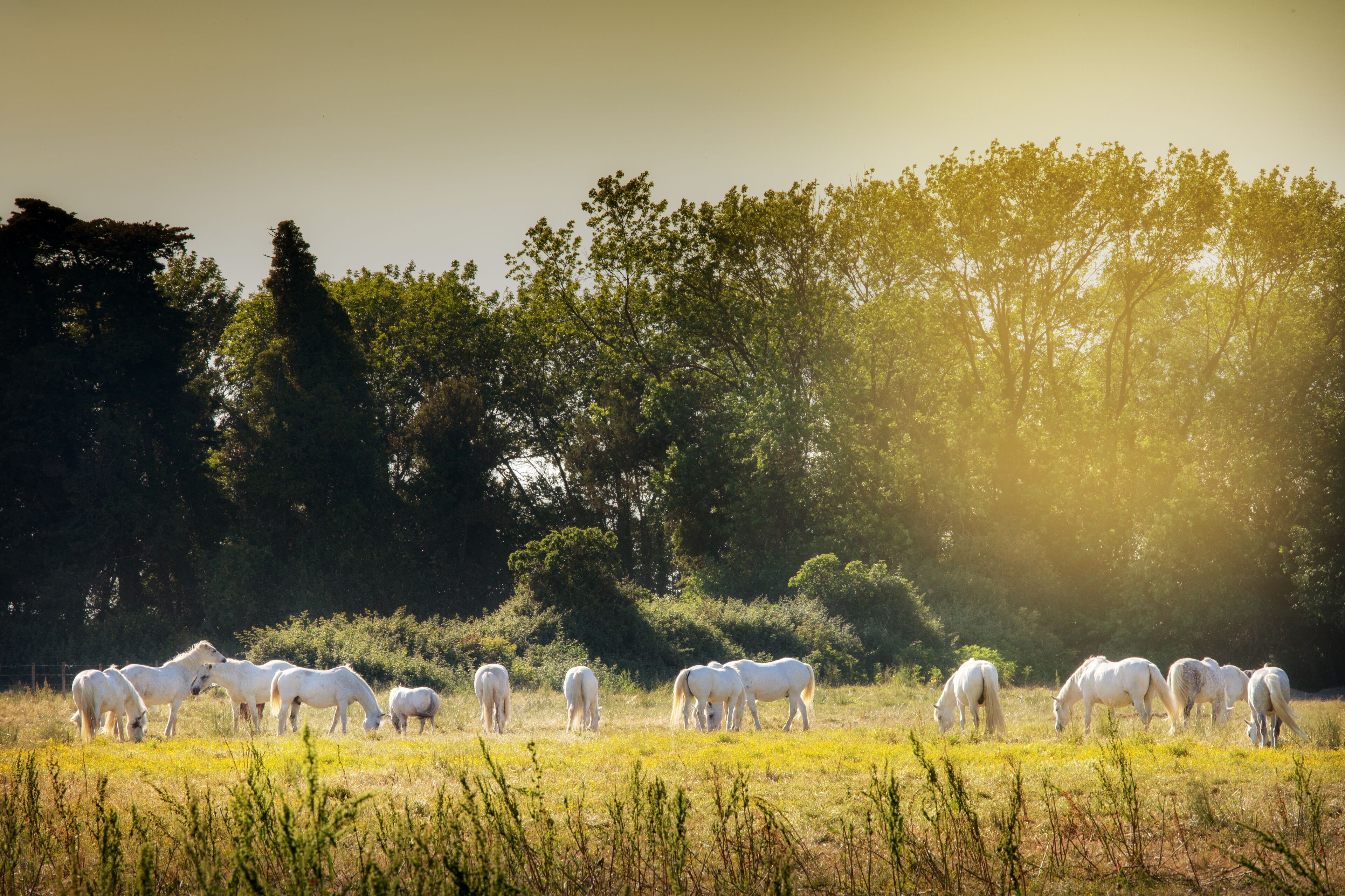 Foto - SOWELL HOTELS L'Olivier