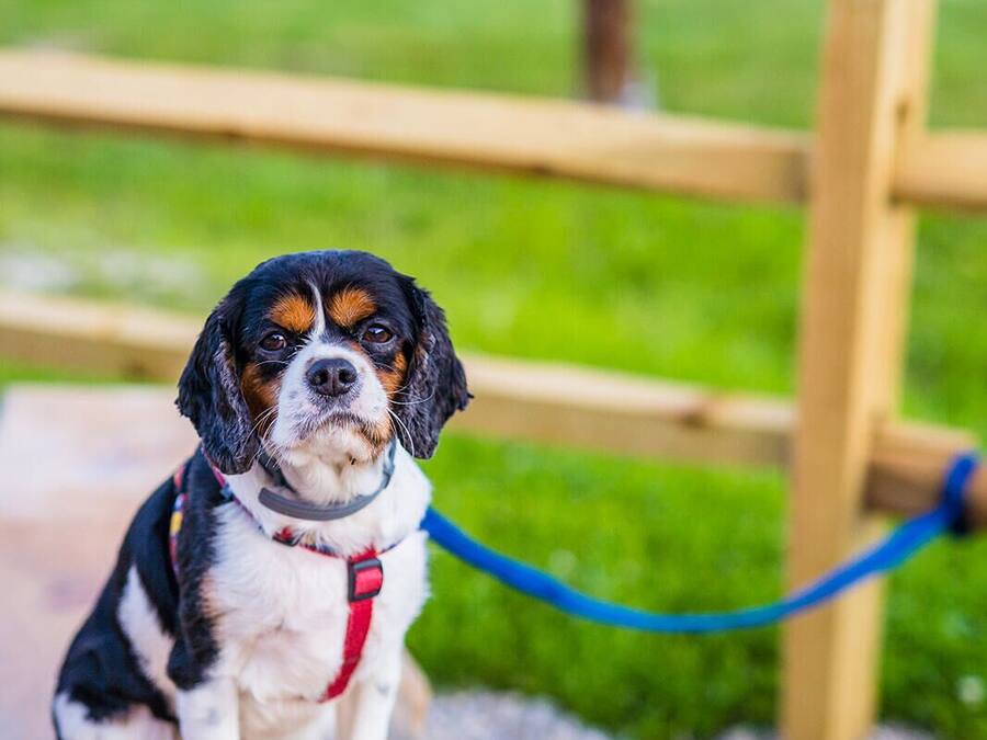 A dog sitting on a wooden bench with a leash attached to a blue post.