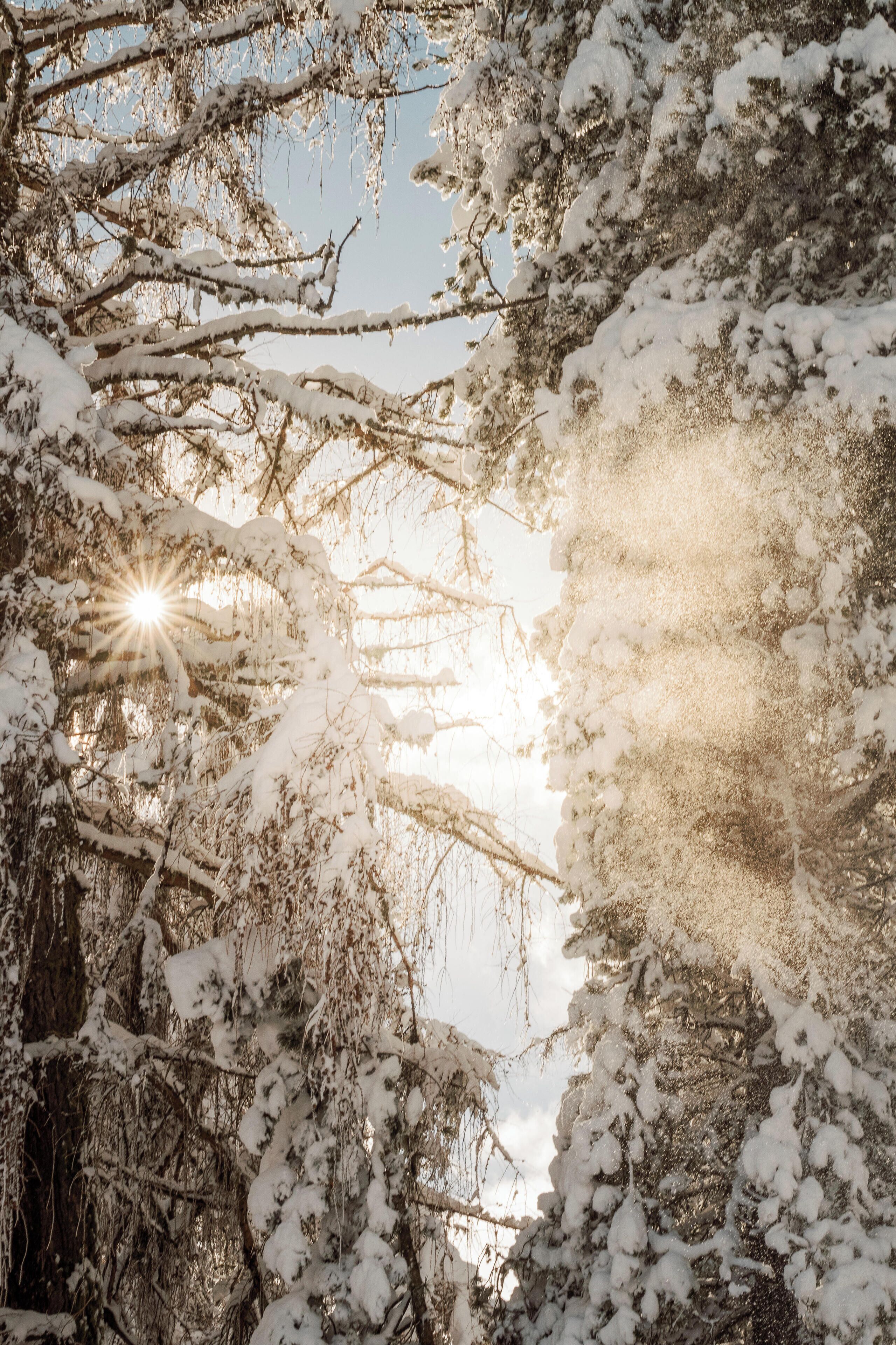 Een besneeuwd boslandschap, zonlicht valt door de takken.