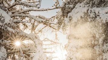 Een besneeuwd boslandschap, zonlicht valt door de takken.