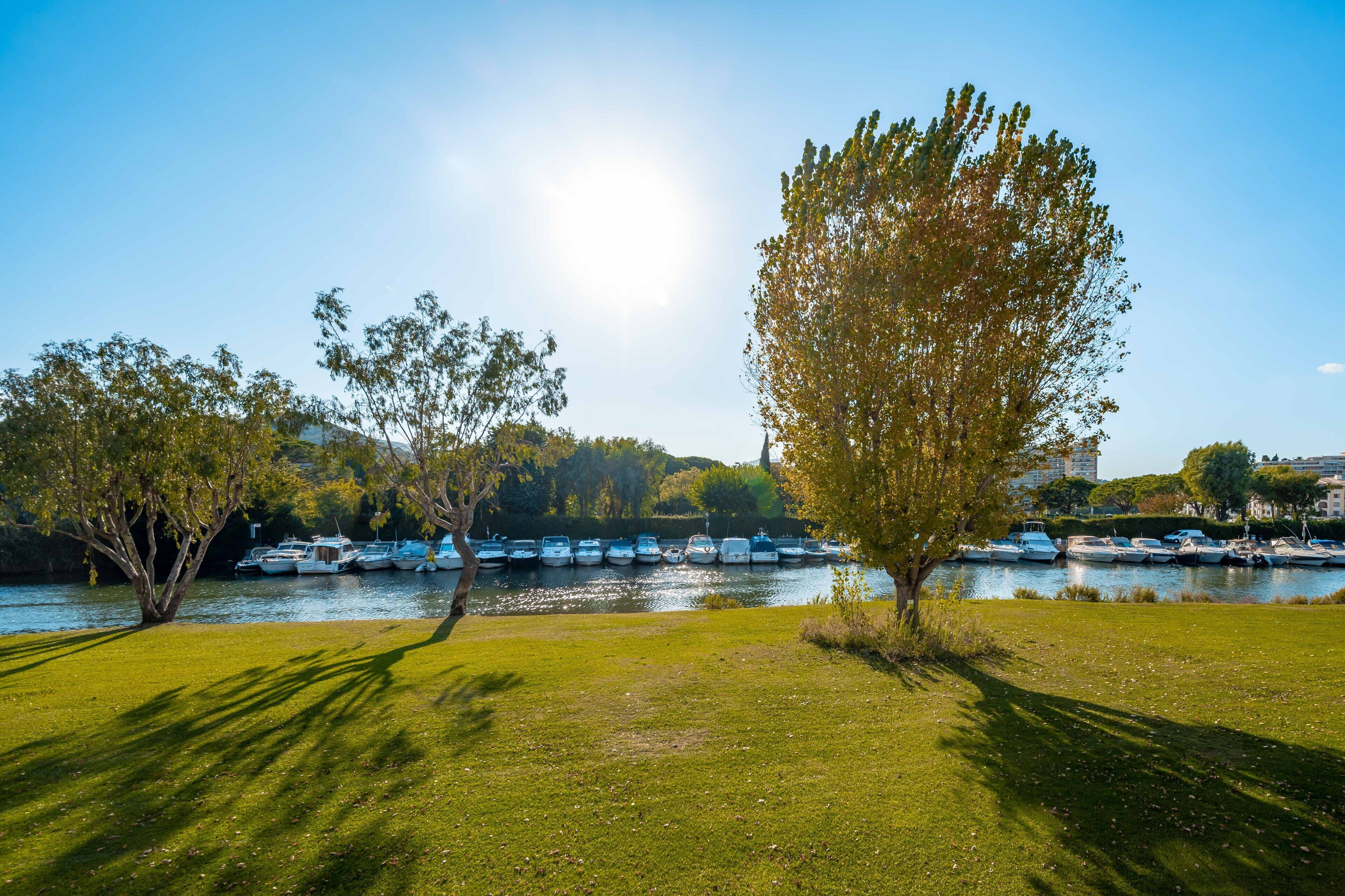 Un espacio verde con un árbol y una fila de barcos amarrados junto a un cuerpo de agua tranquilo.