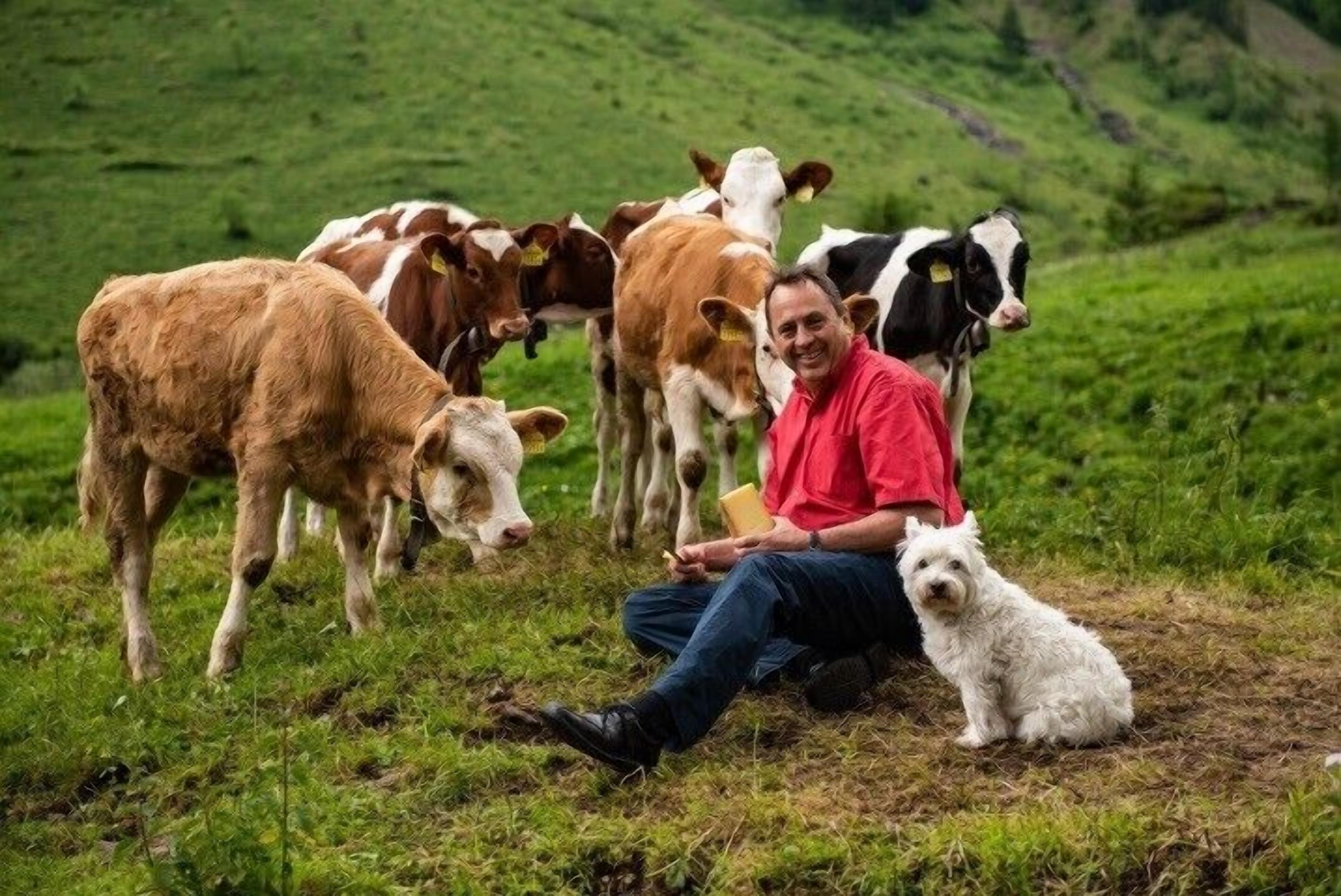 Une personne assise sur le sol, dans un champ d’herbe, entourée de vaches et d’un chien.