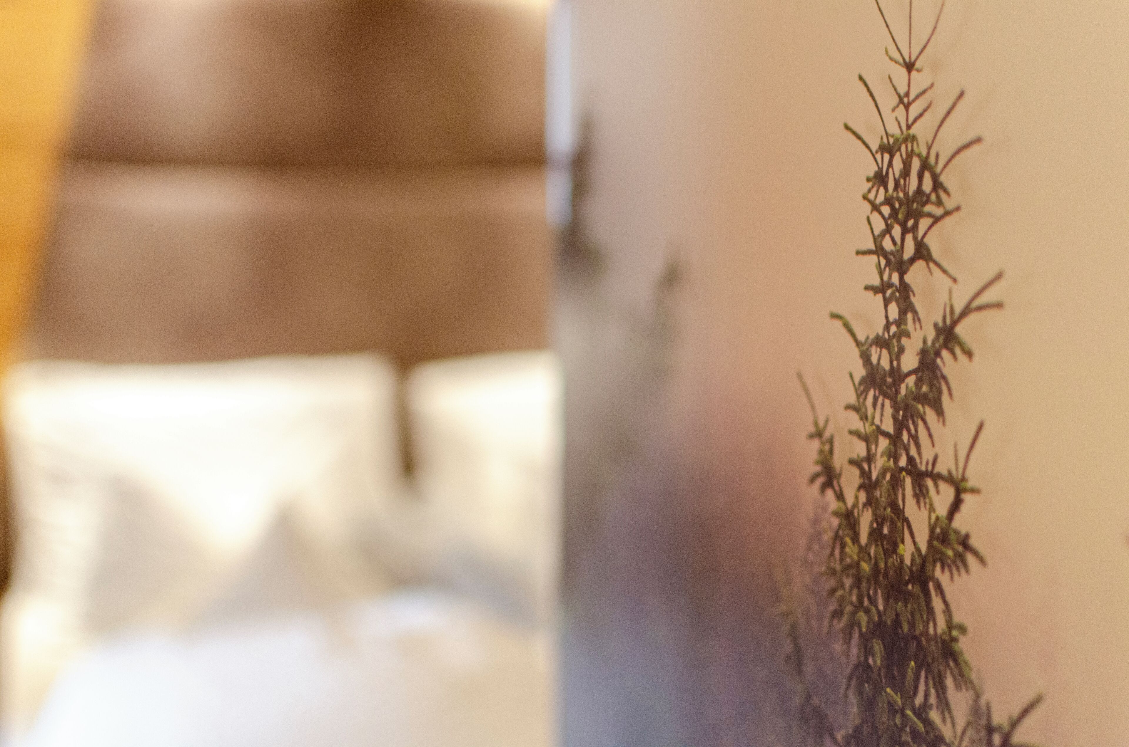 A blurred view of a room with a brown couch and a plant in the foreground.