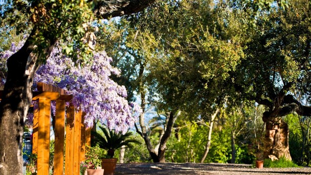 Un sendero bordeado por postes de madera y árboles con flores moradas, que atraviesa un entorno similar a un parque.