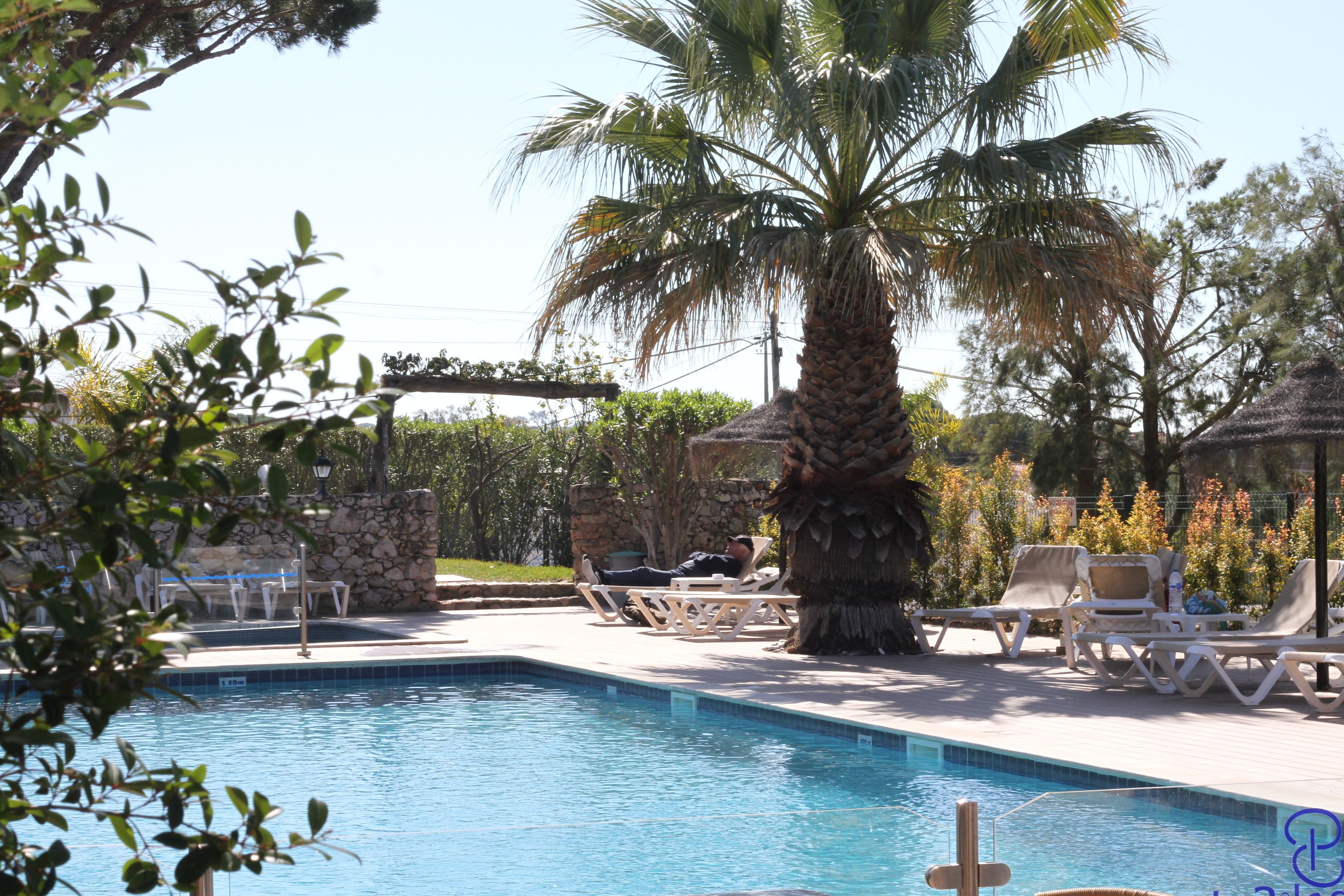 A pool area with lounge chairs, a palm tree, and a stone wall.