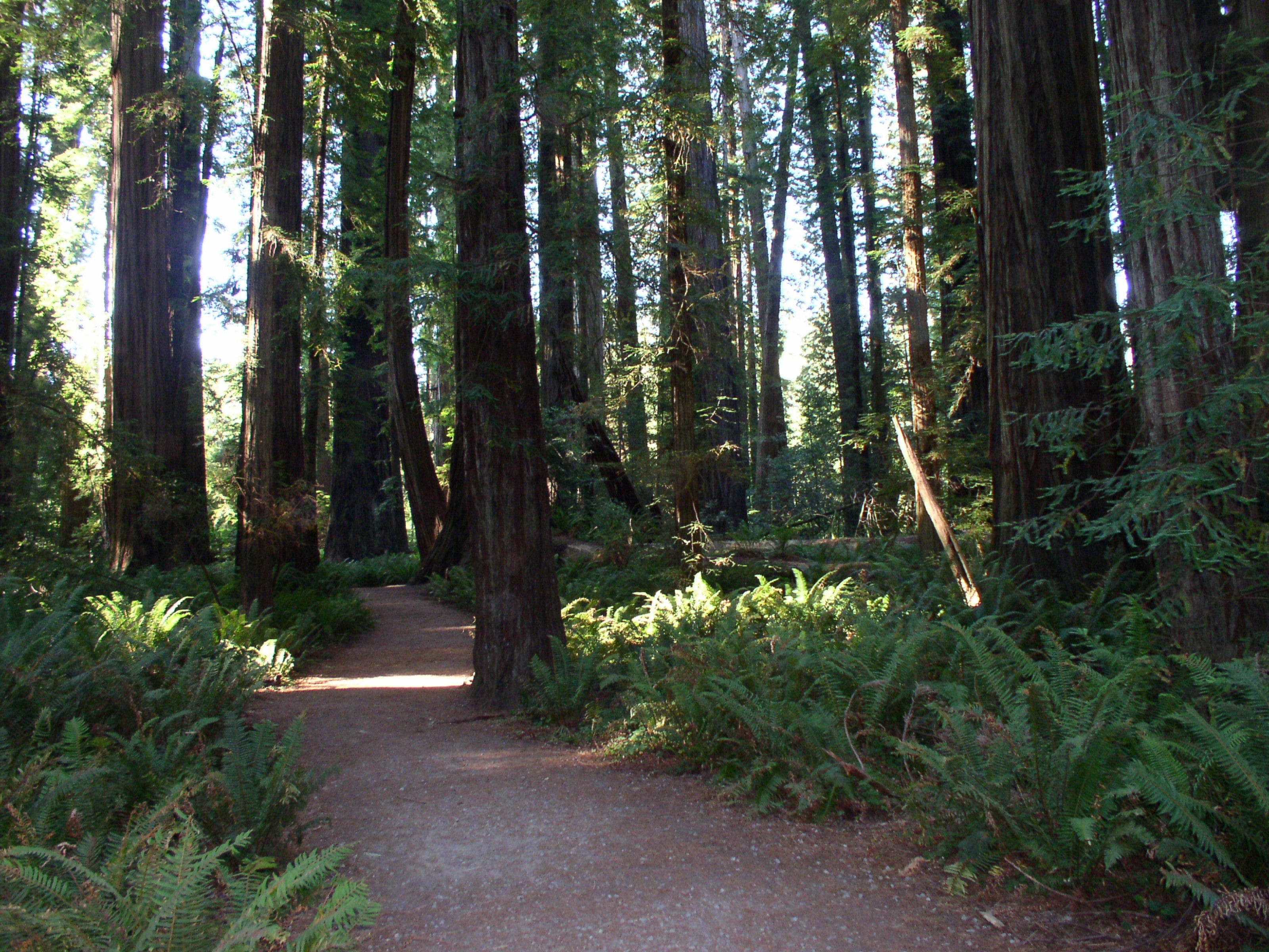 A forest path surrounded by tall trees and ferns.