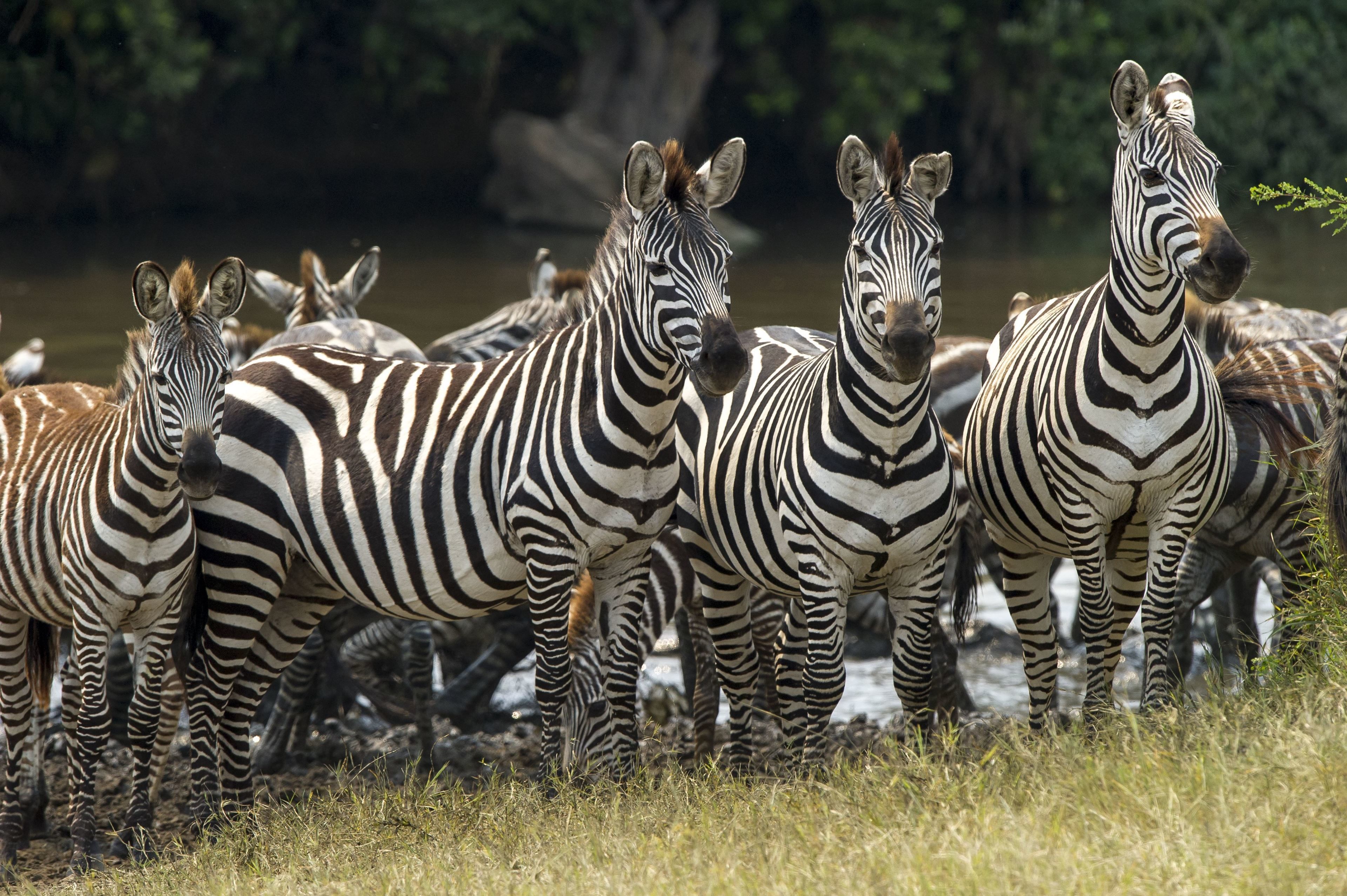 A group of zebras standing in a grassy area with a body of water and trees in the background.