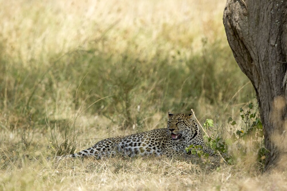 Serengeti Serena Safari Lodge by null