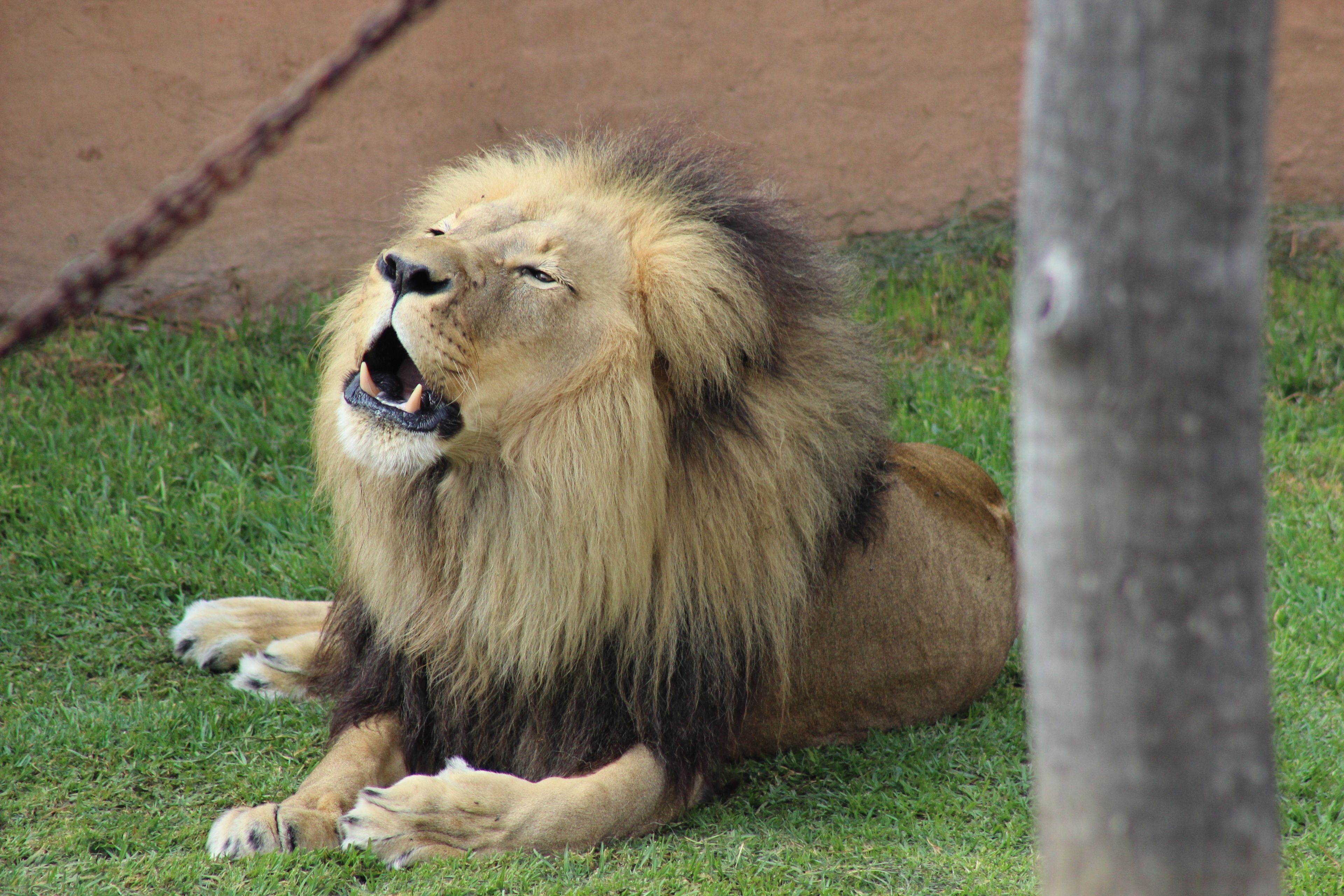 Un lion allongé dans l’herbe, avec le tronc d’un arbre au premier plan.