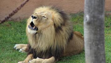 Un lion allongé dans l’herbe, avec le tronc d’un arbre au premier plan.