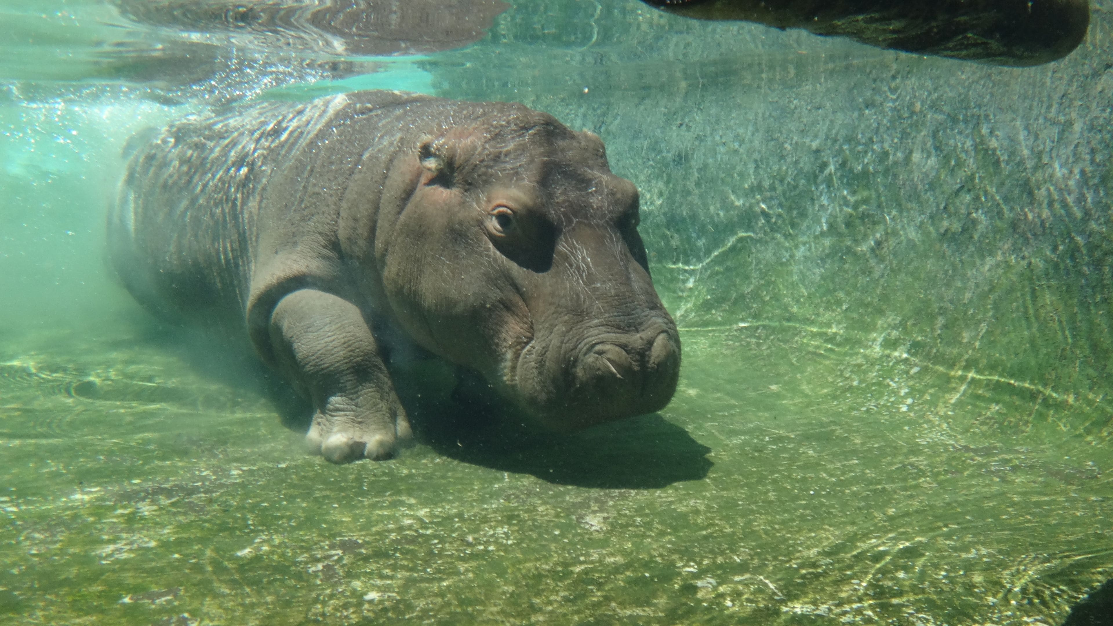 A hippo swimming underwater.