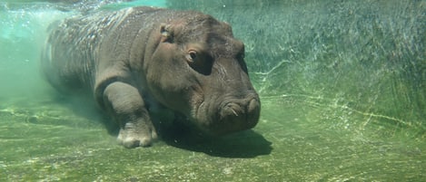 A hippo swimming underwater.