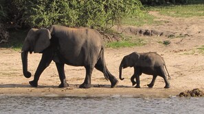 Safari