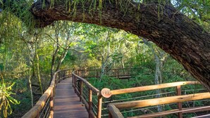Un puente de madera con un letrero que dice '203' en una zona boscosa.