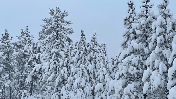 Un paysage enneigé, parsemé d’arbres à feuilles persistantes.