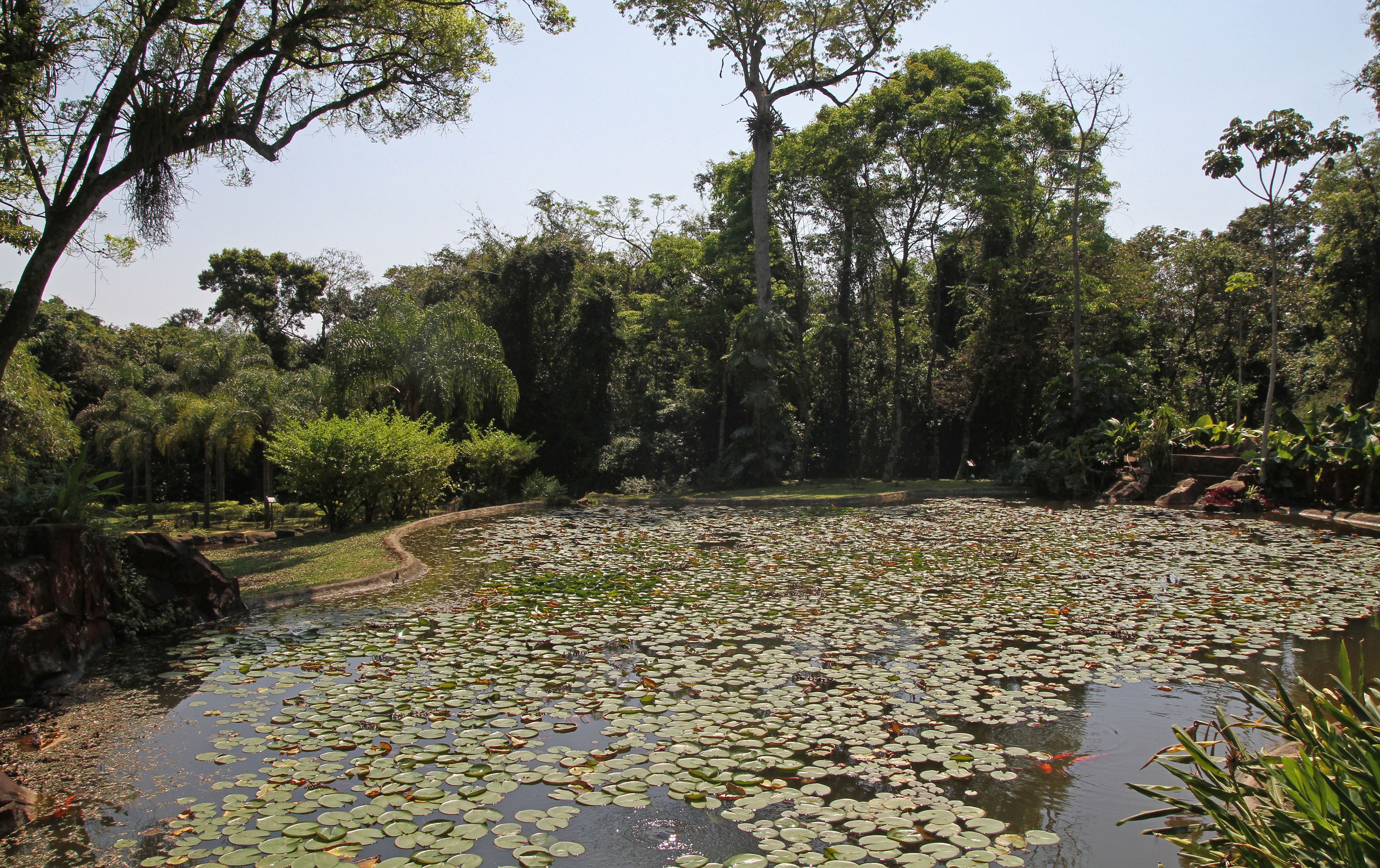 Um lago com nenúfares rodeado por vegetação densa e árvores.