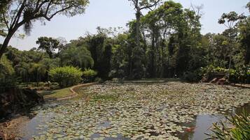 Um lago com nenúfares rodeado por vegetação densa e árvores.