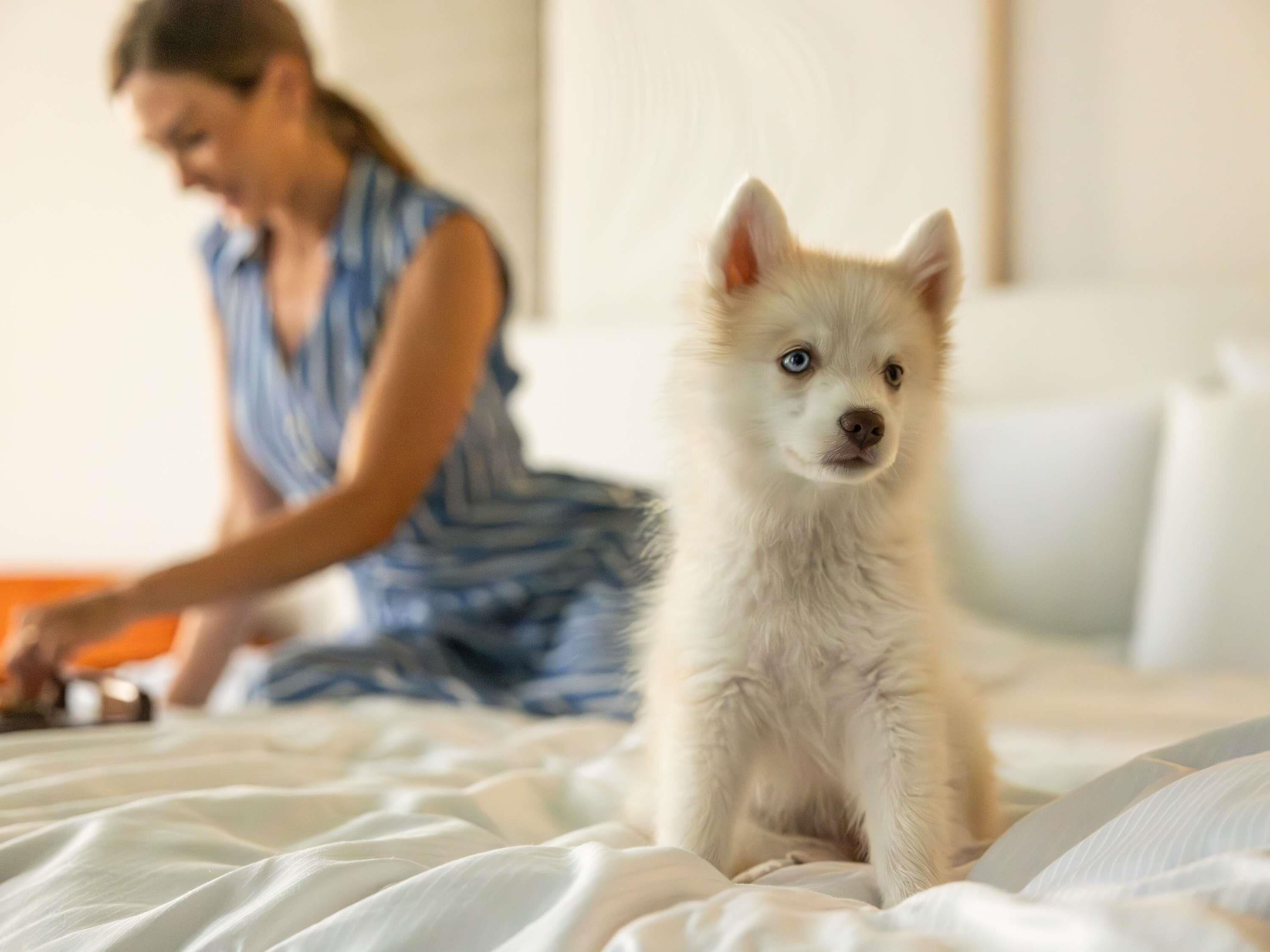 Una habitación con una cama, una persona al fondo y un perro blanco en primer plano.