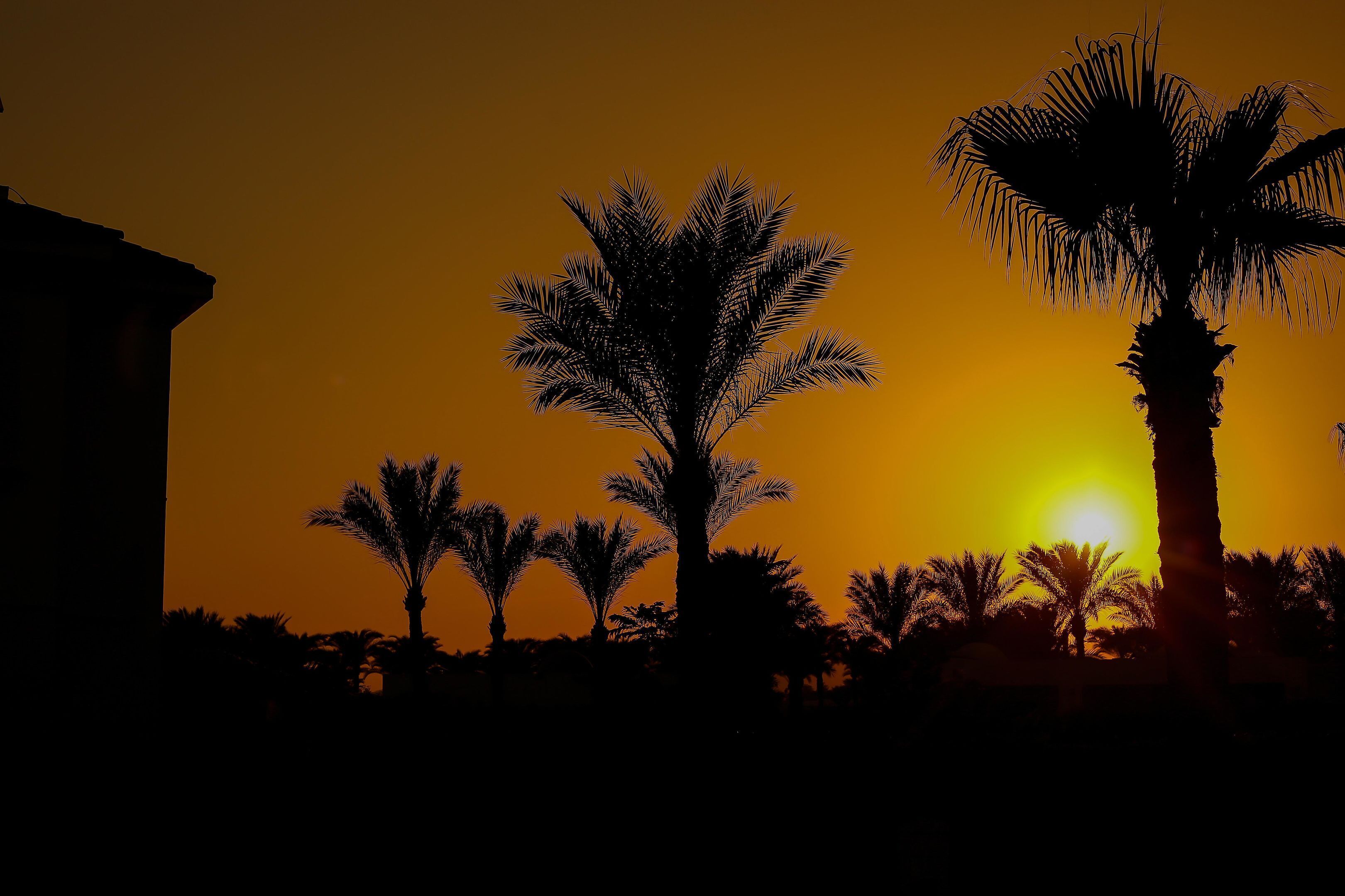 A silhouette of palm trees against a sunset sky.