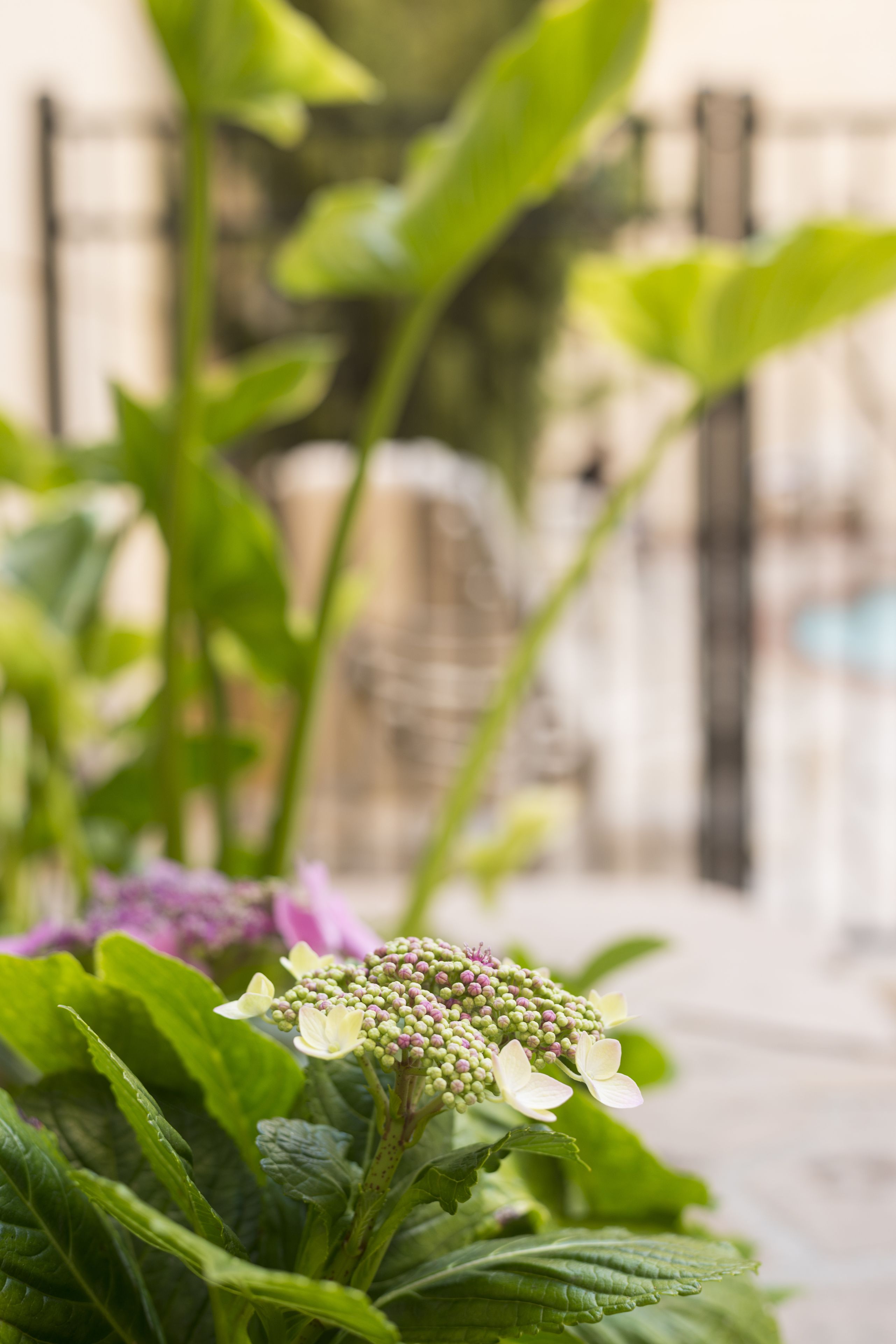 A garden with green foliage and a fence in the background.