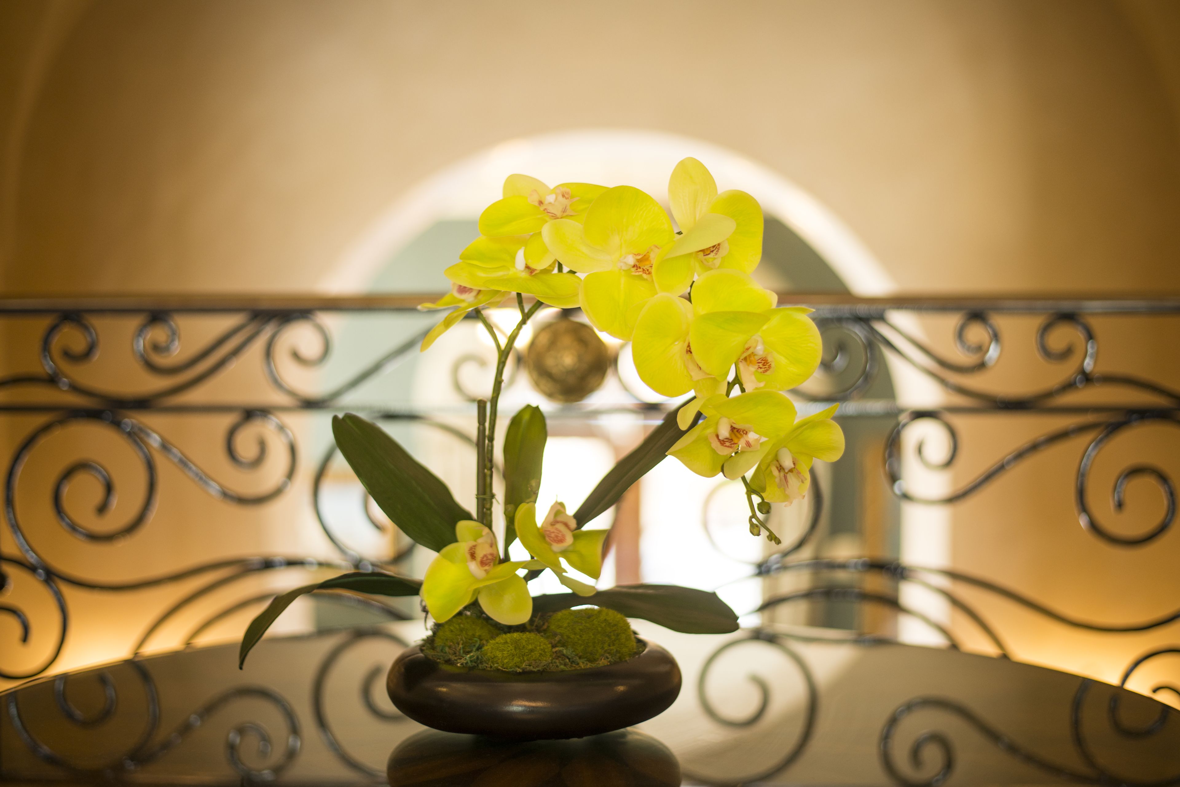 Une orchidée en pot, placée sur une surface réfléchissante, avec une rampe en métal décorative en arrière-plan.